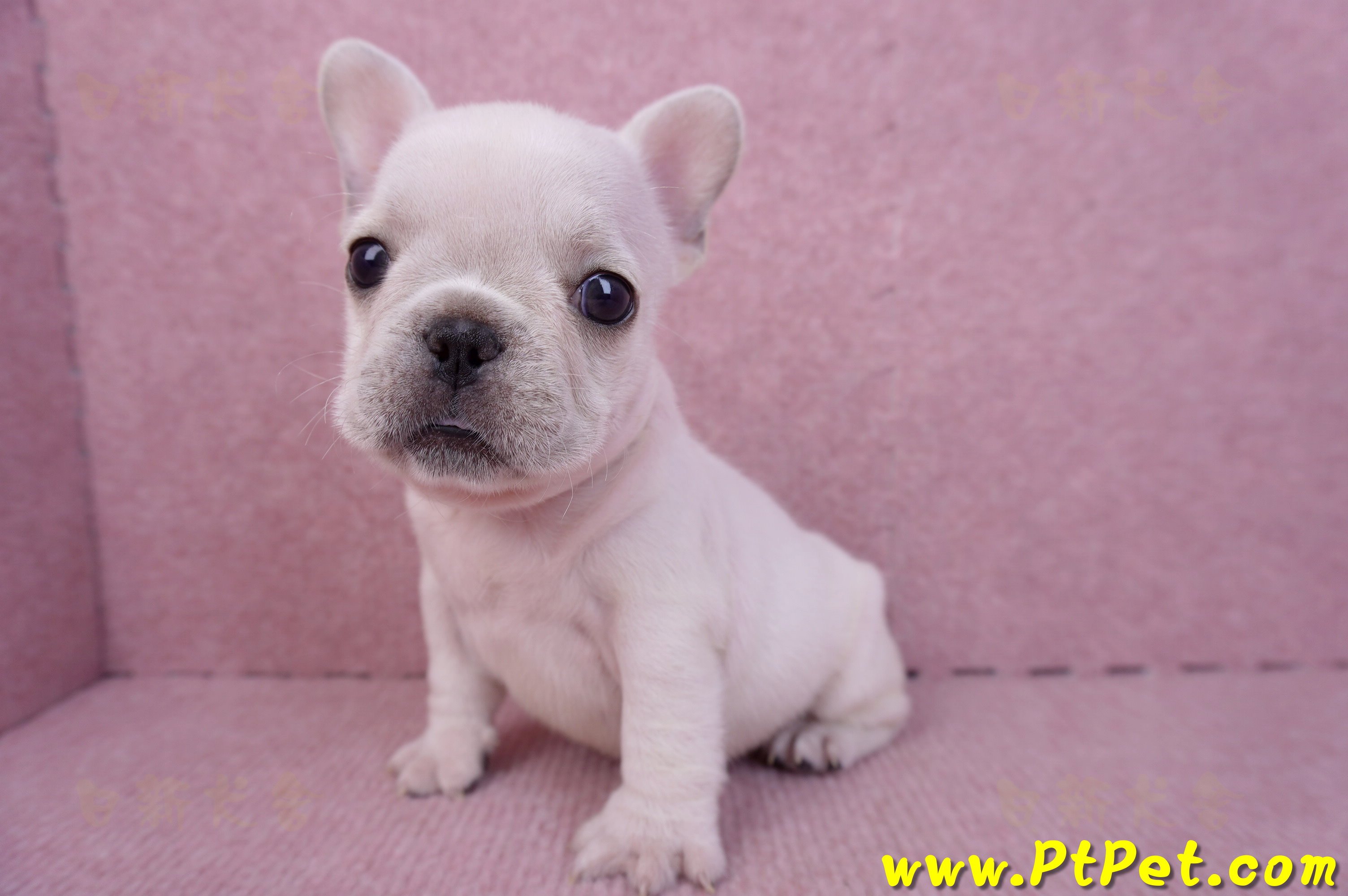 07/25奶油色法國鬥牛母幼犬3號(屏東內埔)