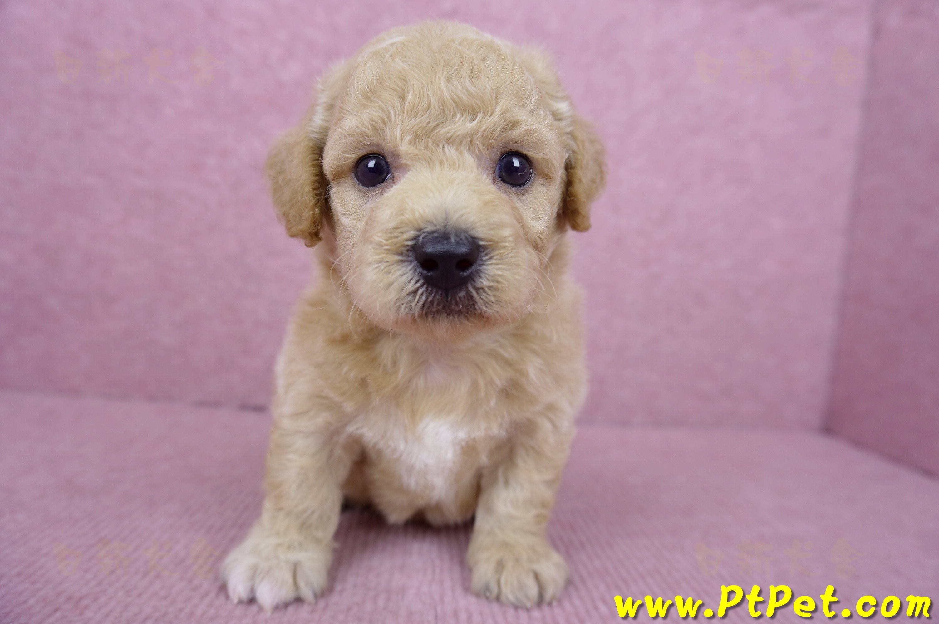 06/14泰迪比熊公幼犬(新竹竹東)