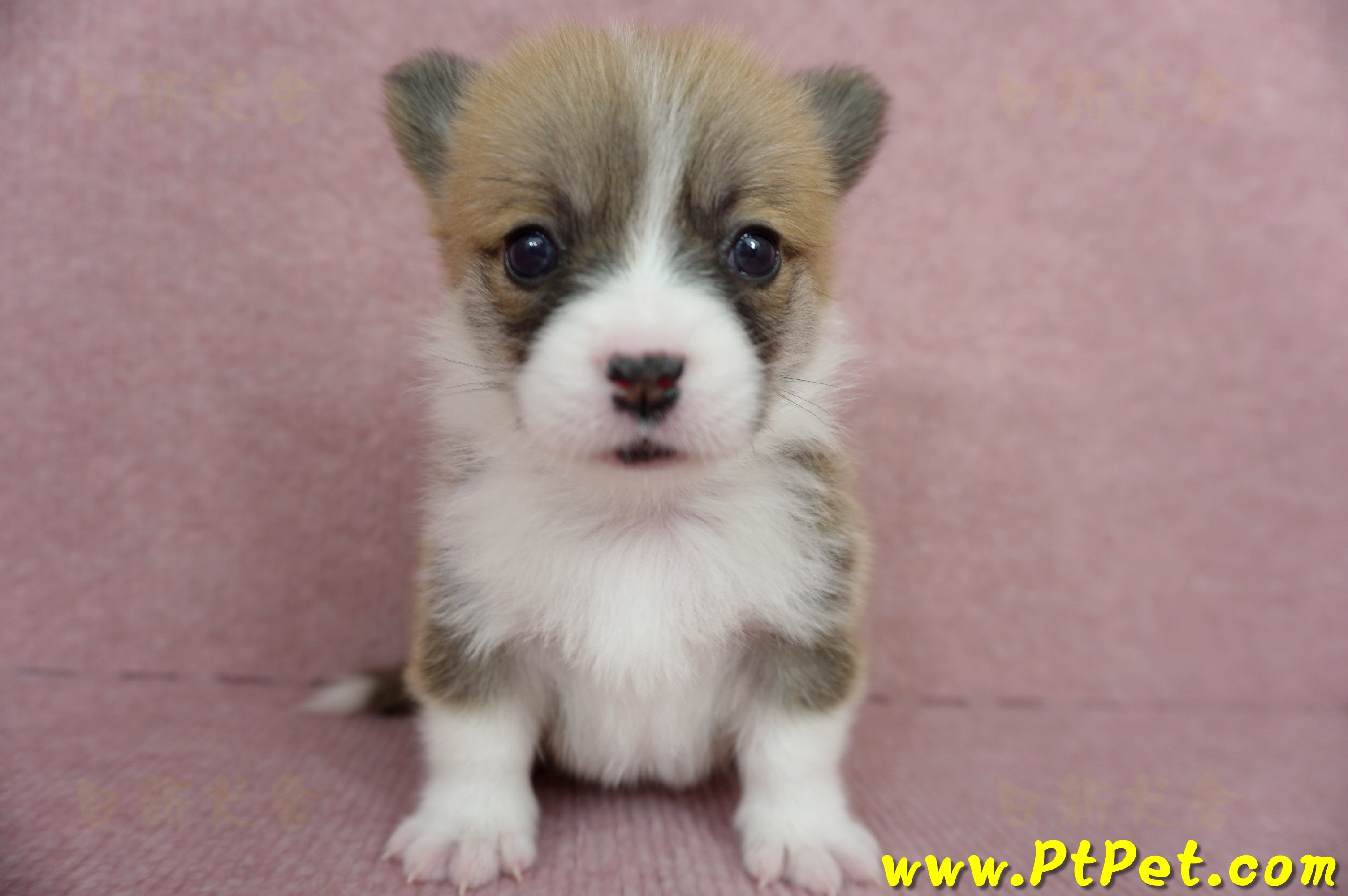 04/13雙色柯基犬母幼犬2號(台南東區)