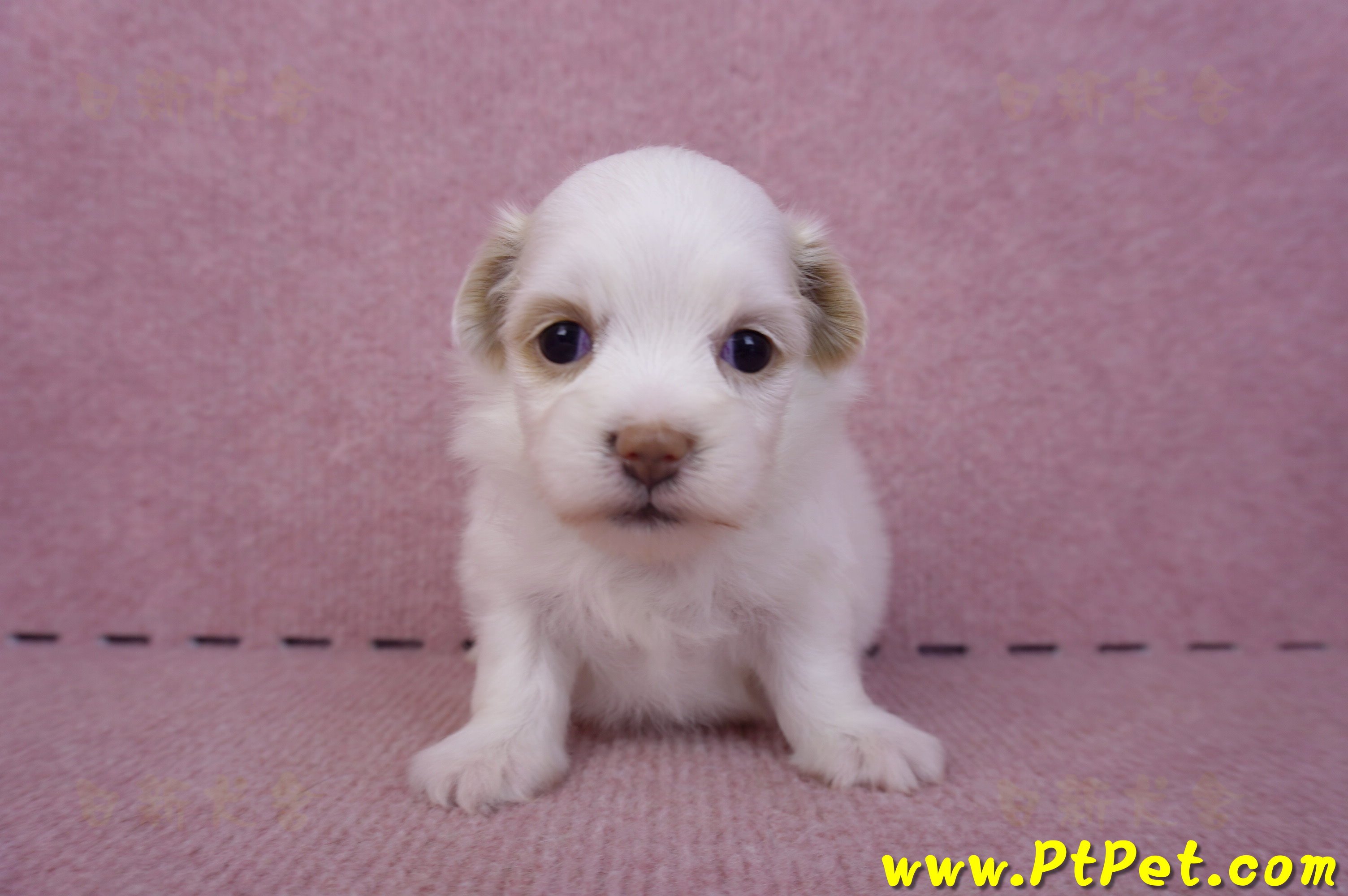 09/27馬爾泰迪母幼犬2號(高雄大寮)