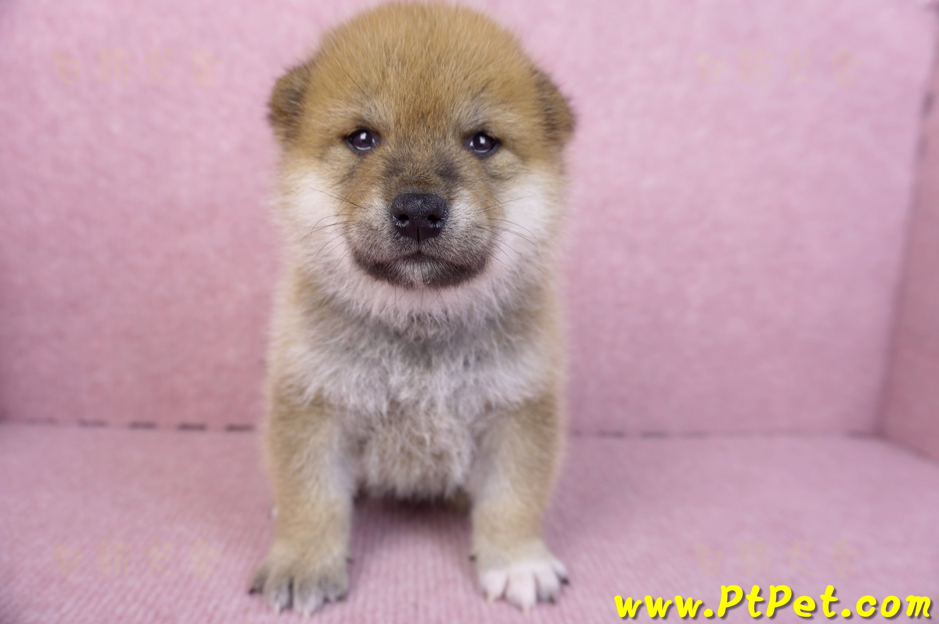 12/10赤色柴犬公幼犬