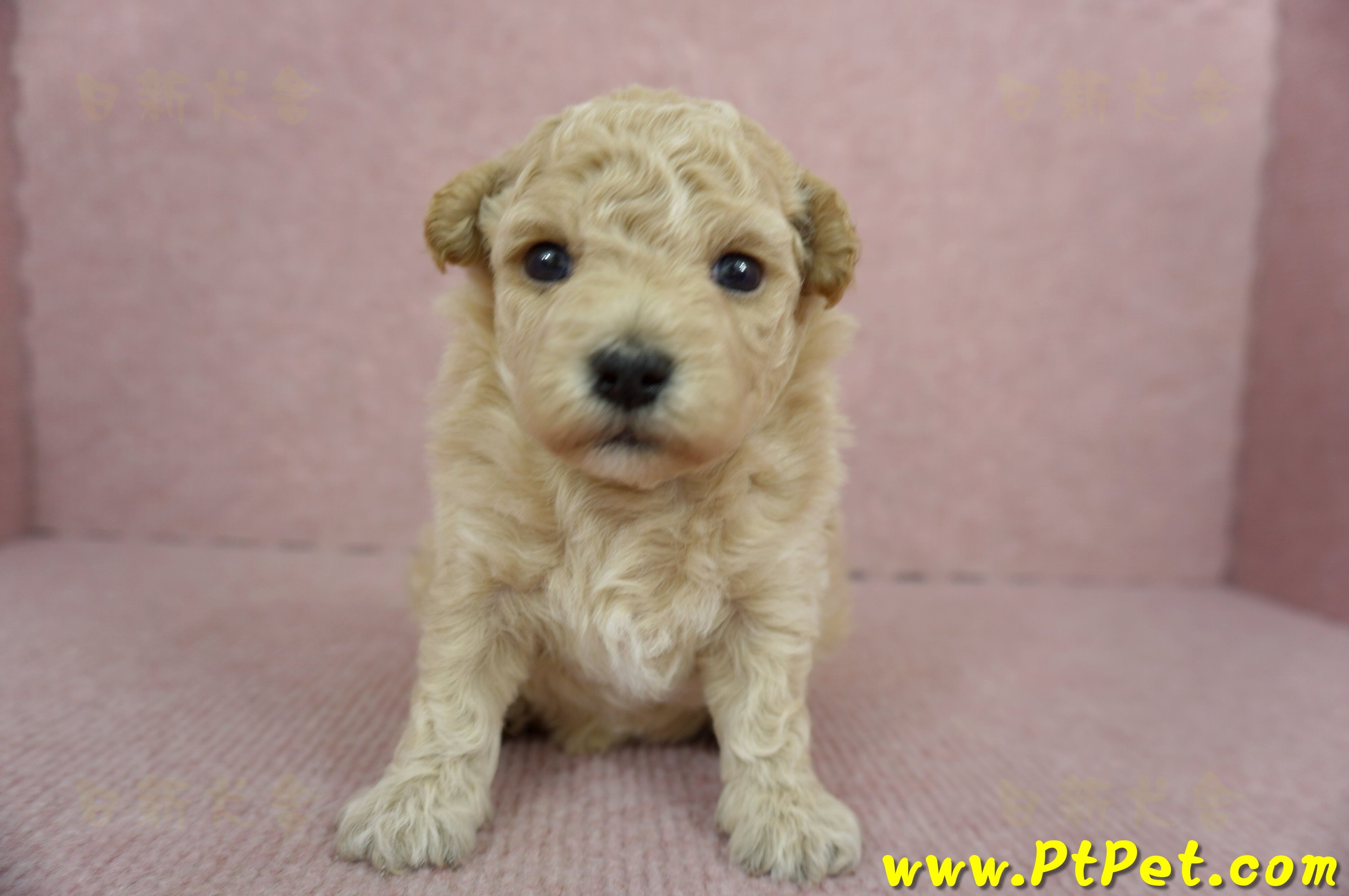 03/12泰迪比熊母幼犬3號(台南新化)