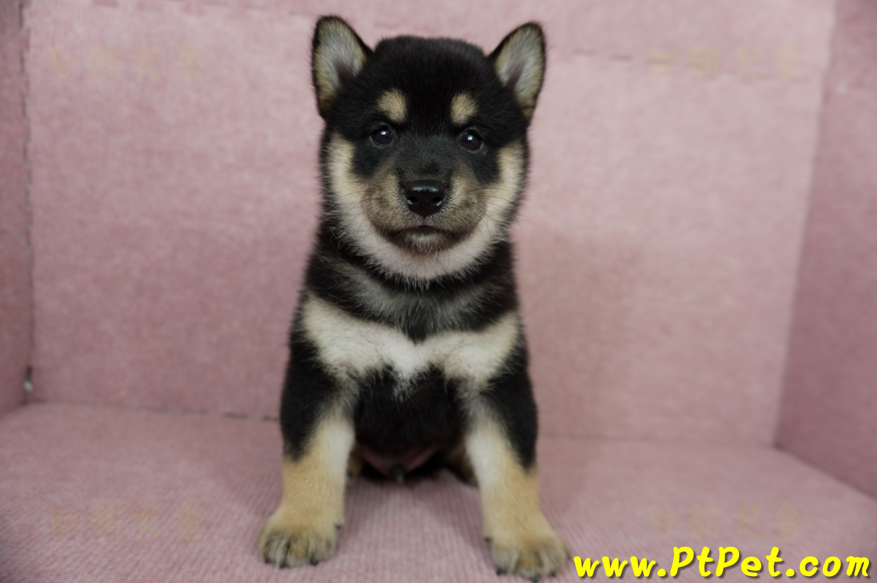 06/04黑色柴犬公幼犬(屏東市)