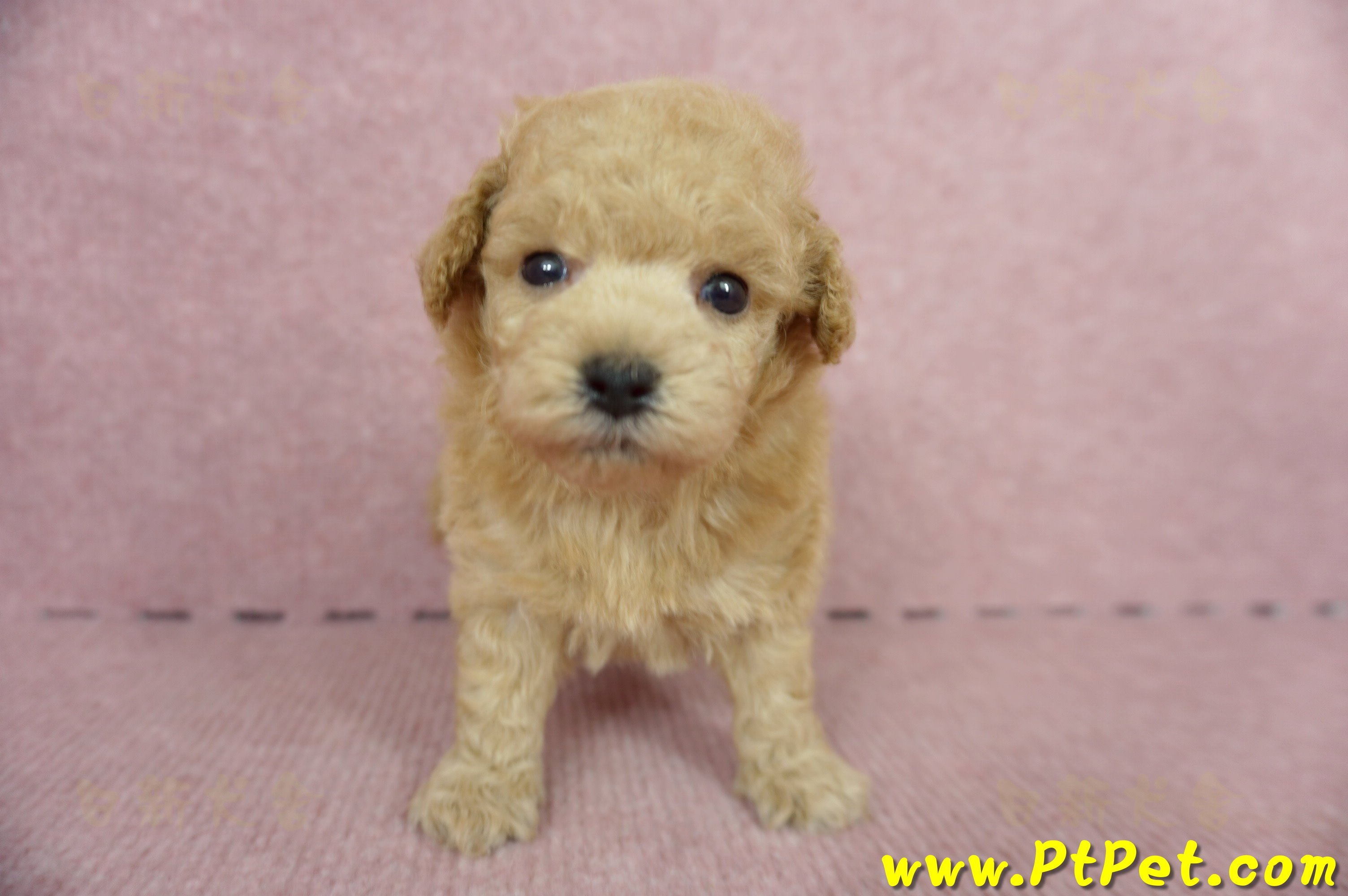 05/12茶杯型奶油貴賓母幼犬(屏東萬丹)