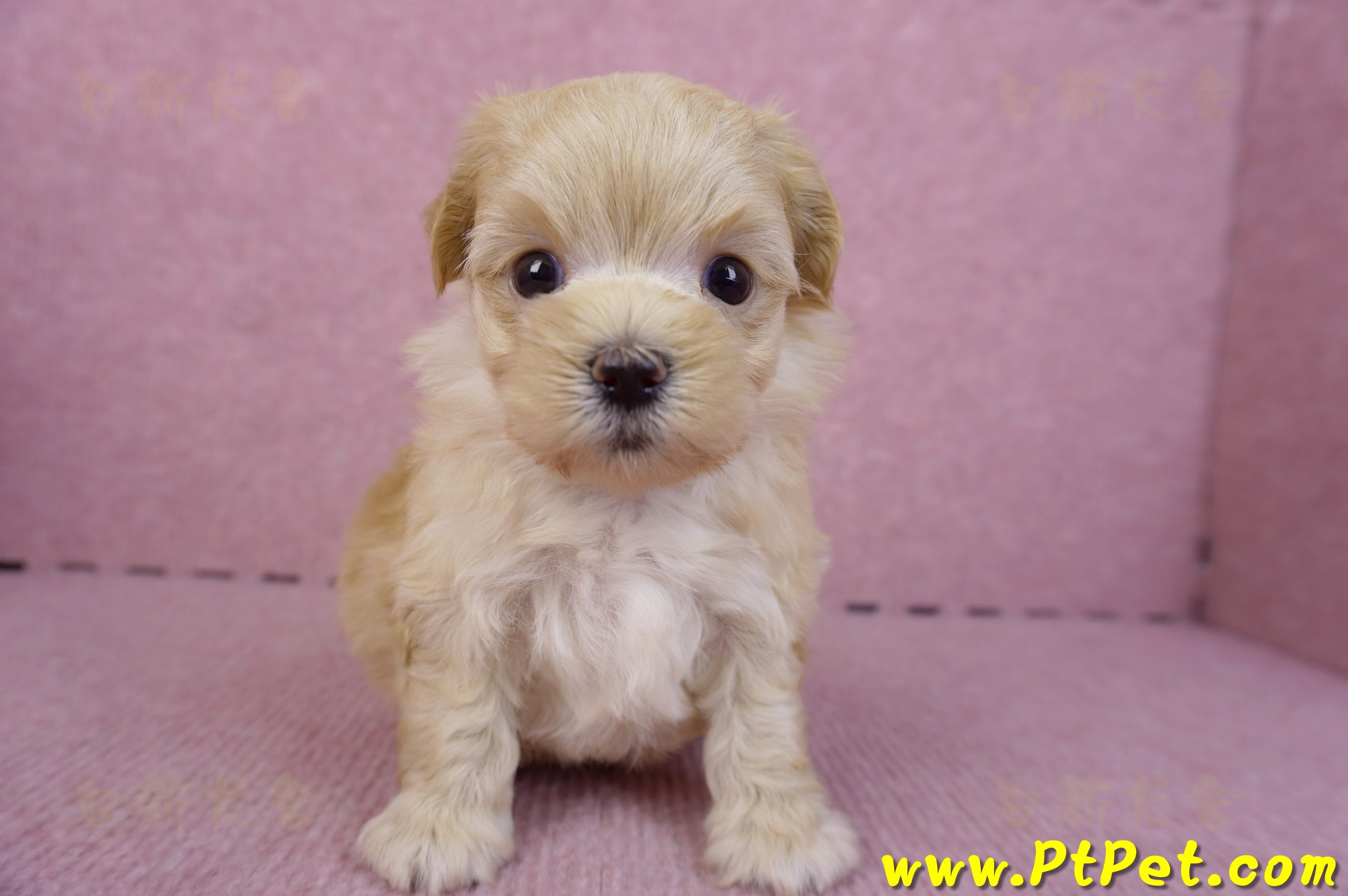 11/02馬爾泰迪 II 公幼犬1號(偏小)(花蓮壽豐)