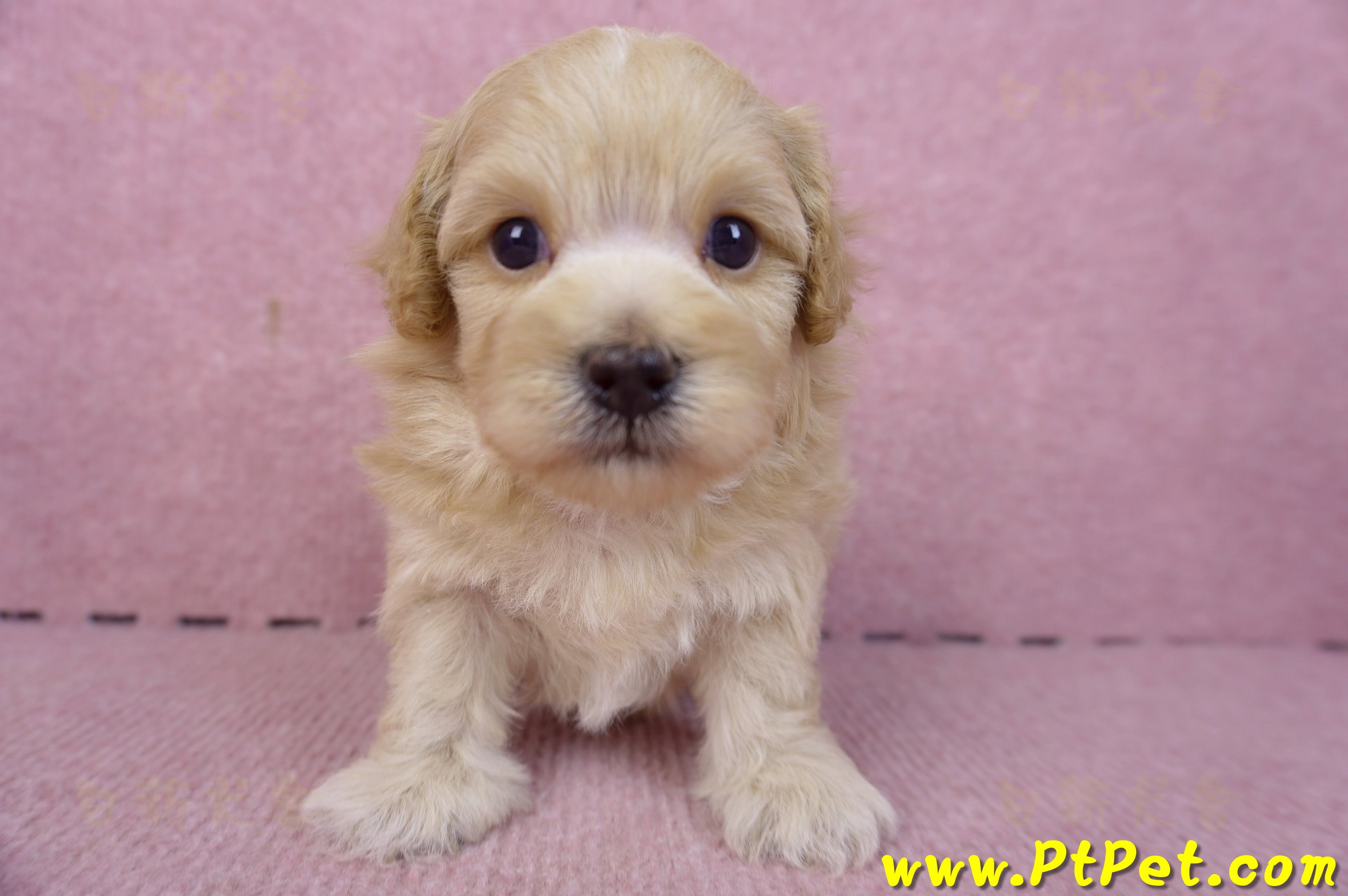 01/11馬爾泰迪公幼犬2號