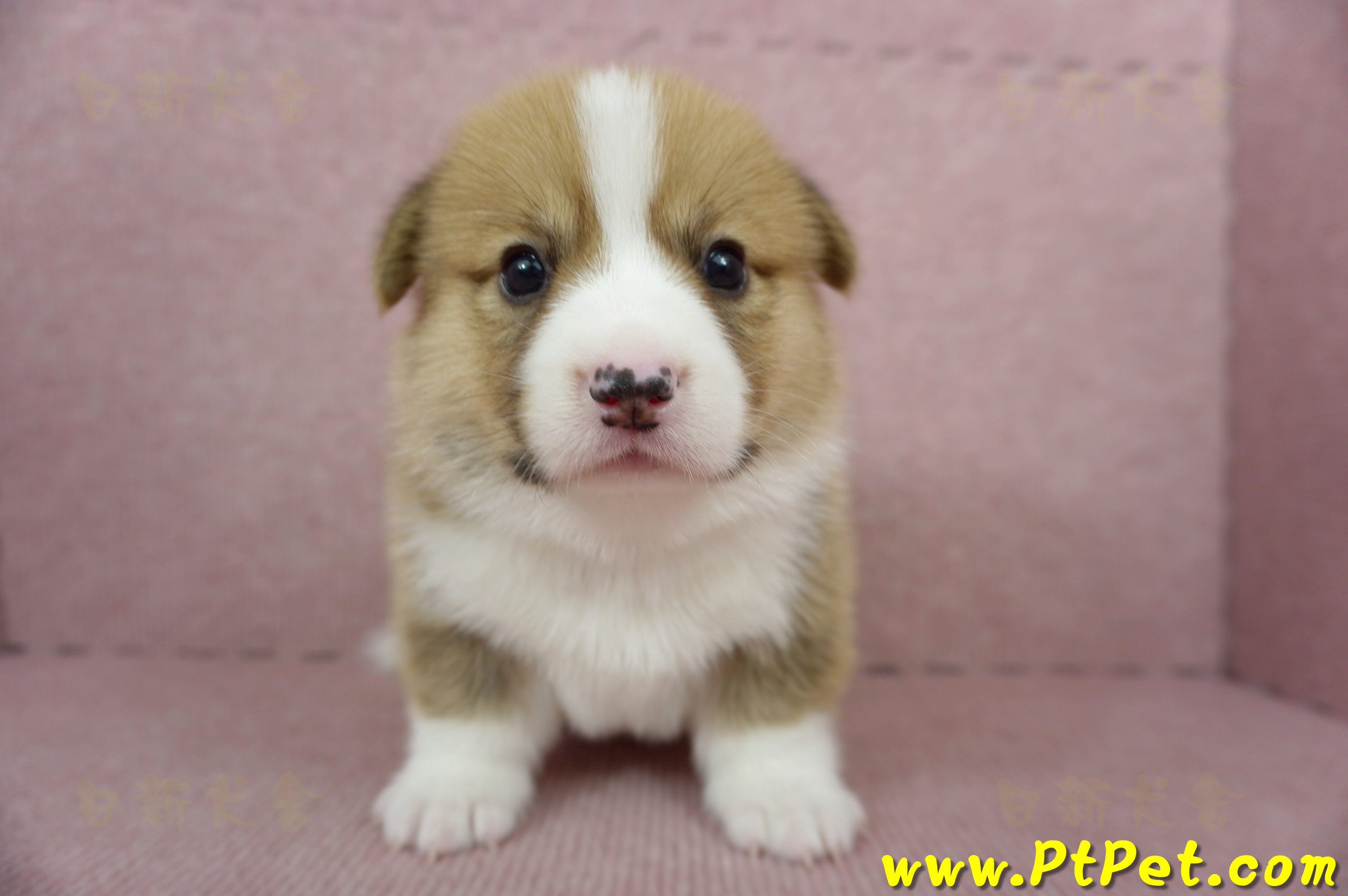 04/01雙色柯基犬公幼犬(屏東九如)