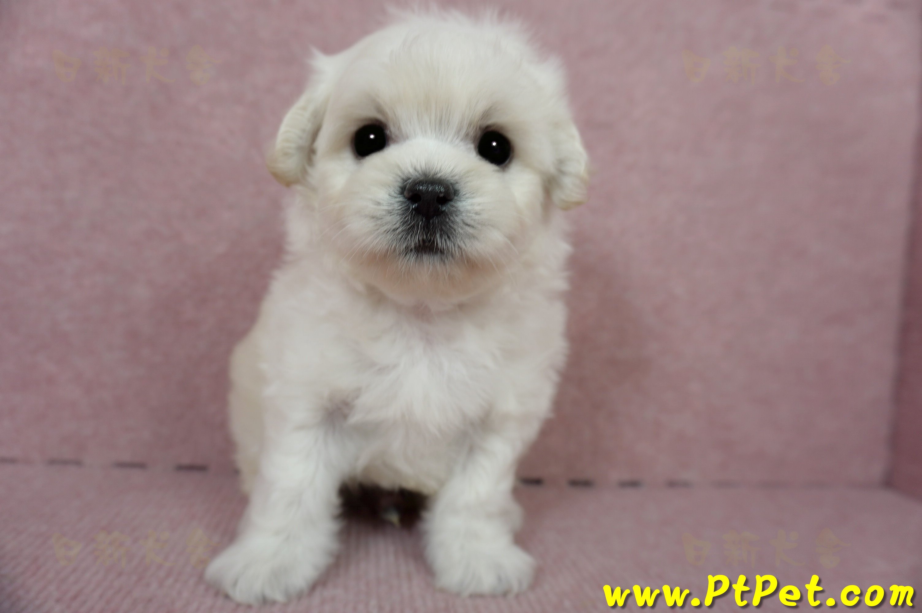 01/10奶白色馬爾泰迪公幼犬3號(屏東萬丹)