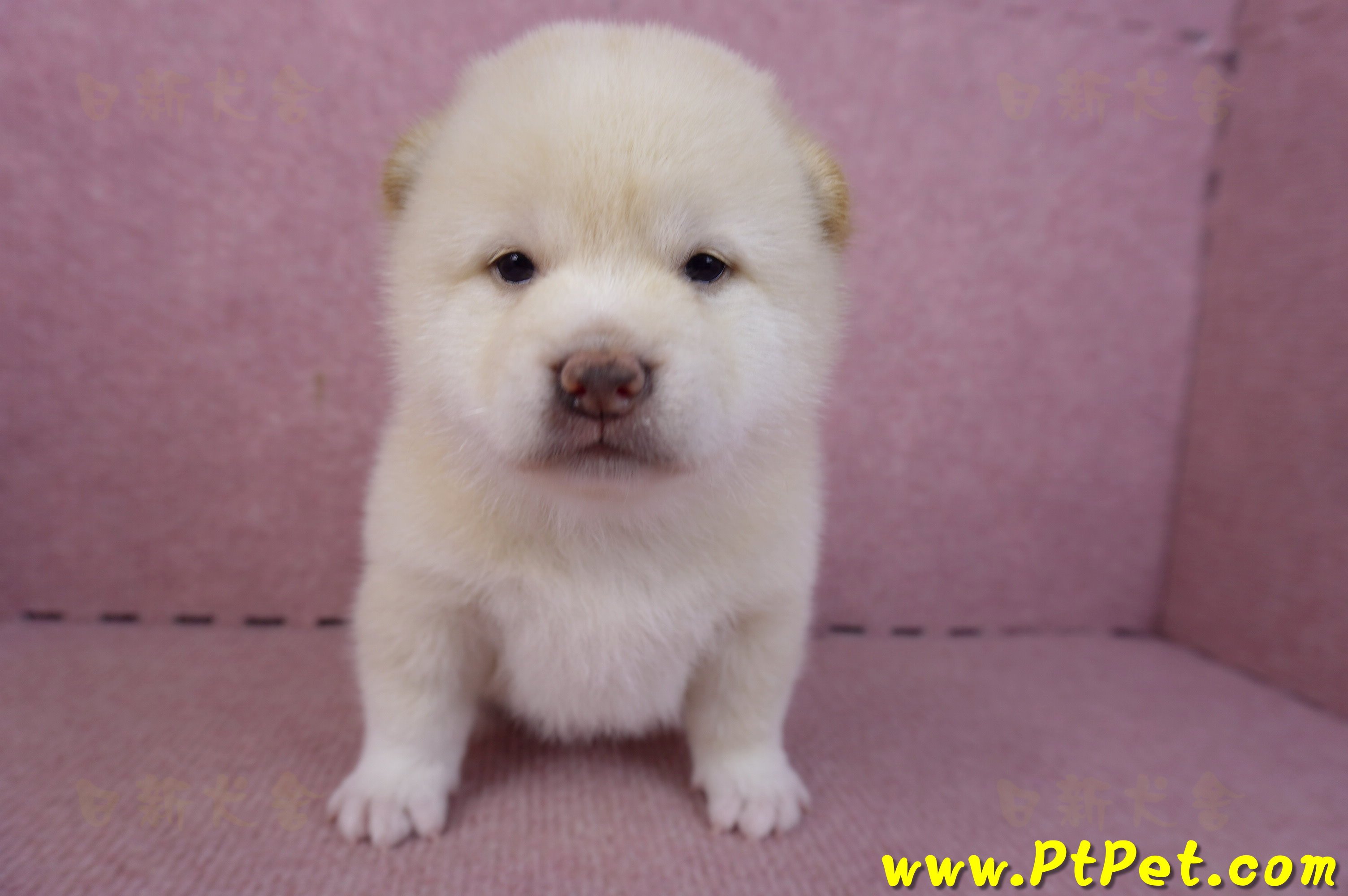 02/06白色柴犬公幼犬(高雄美濃)