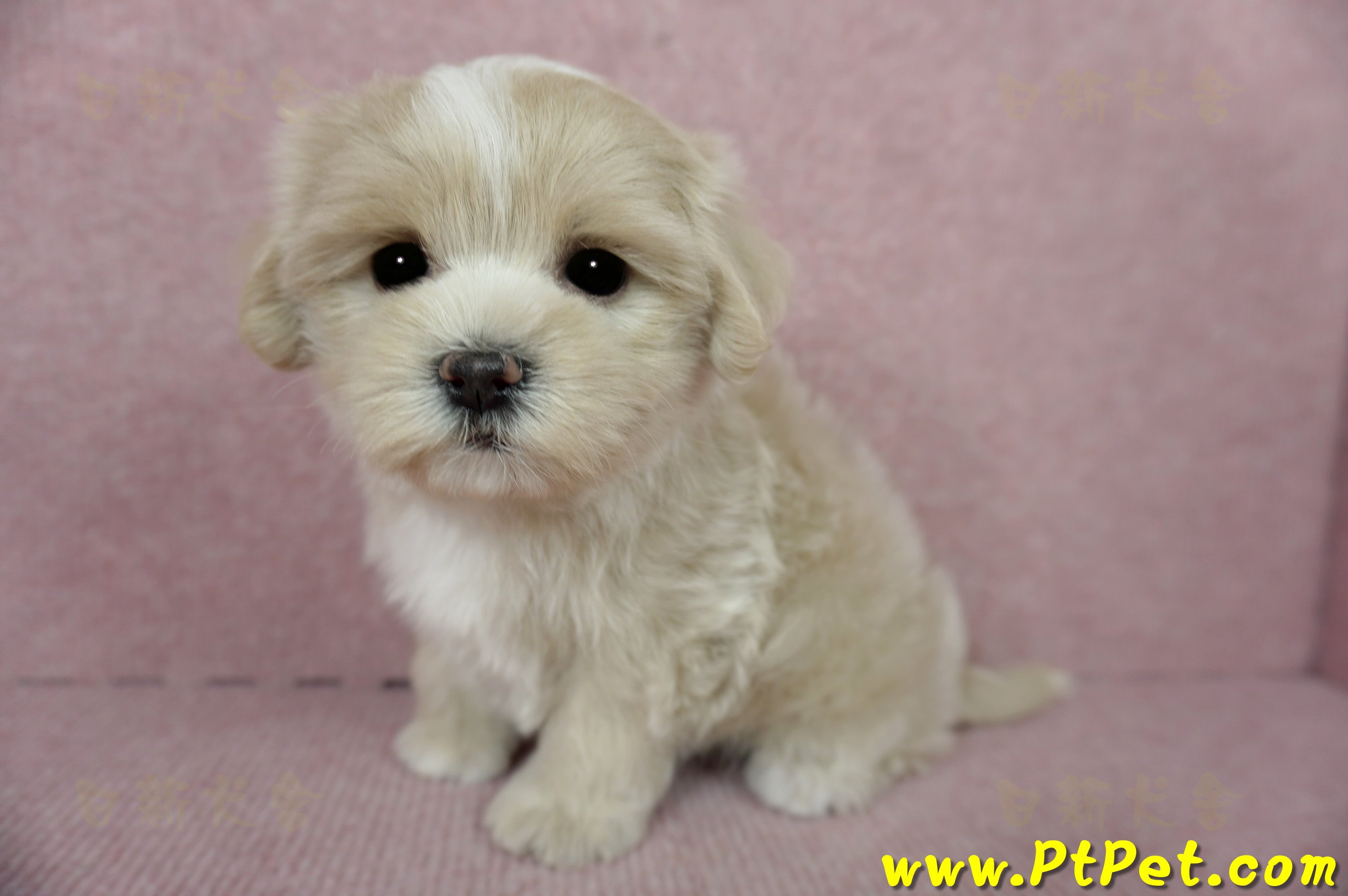 01/15奶油色馬爾泰迪 I 母幼犬(高雄新興)