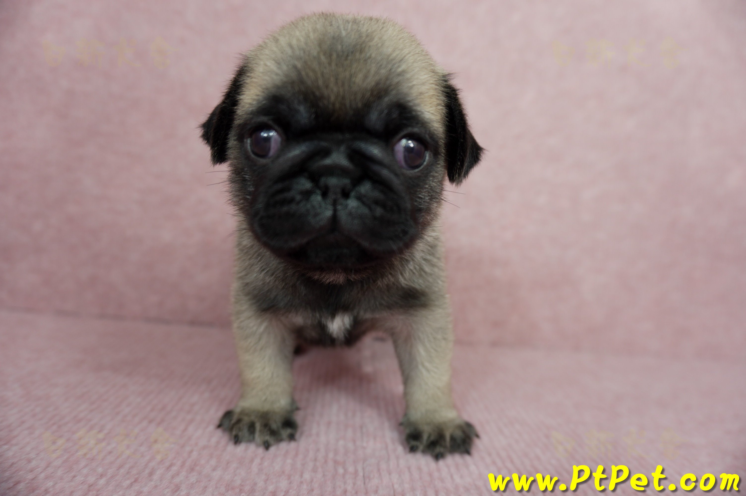 04/02巴哥公幼犬1號(桃園平鎮)