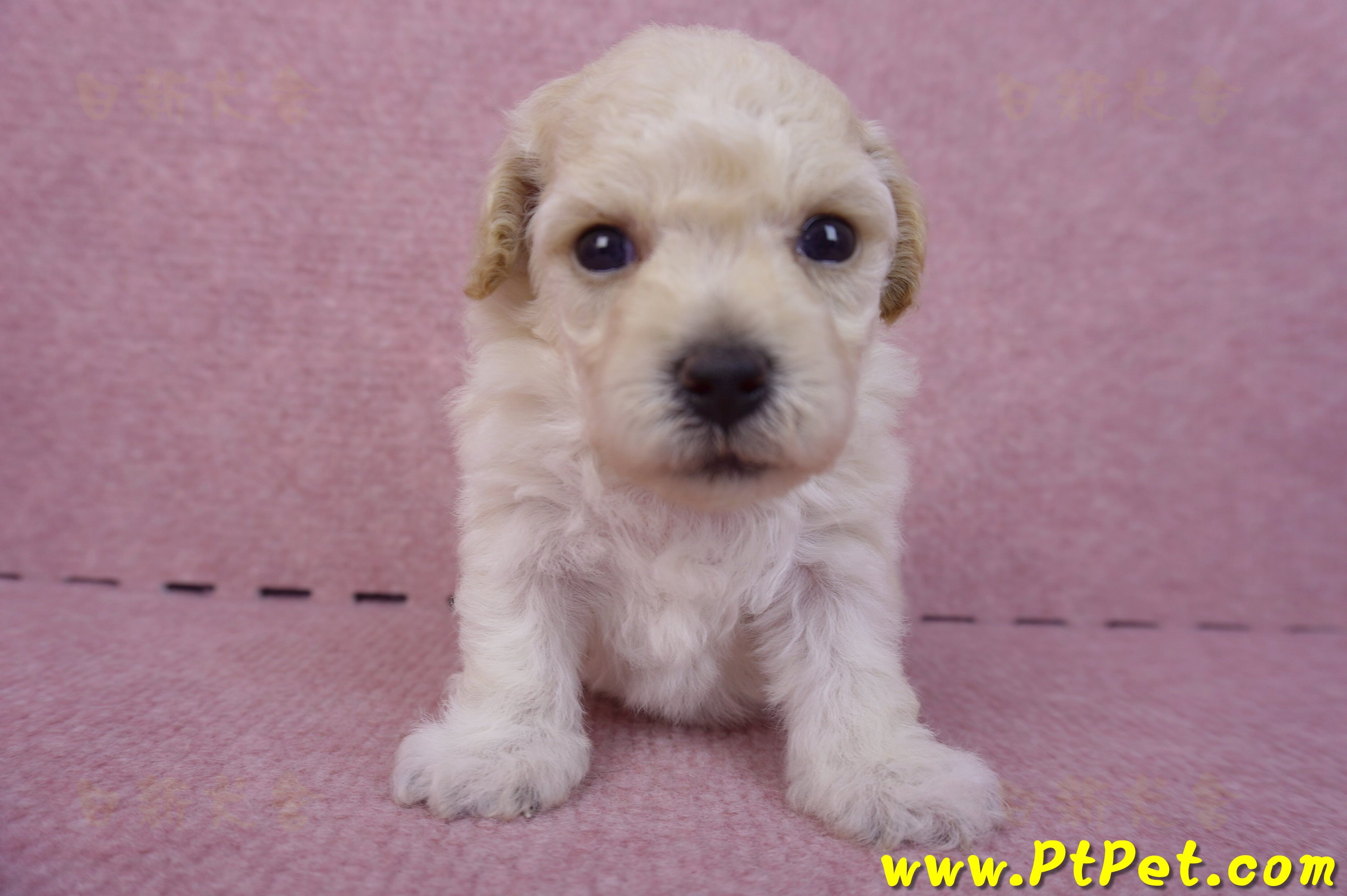 04/01泰迪比熊母幼犬3號