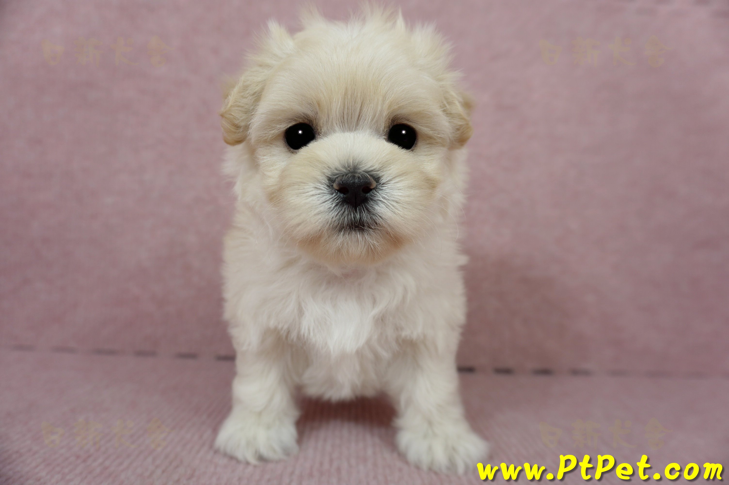 01/10奶油色馬爾泰迪母幼犬1號(新北中和)