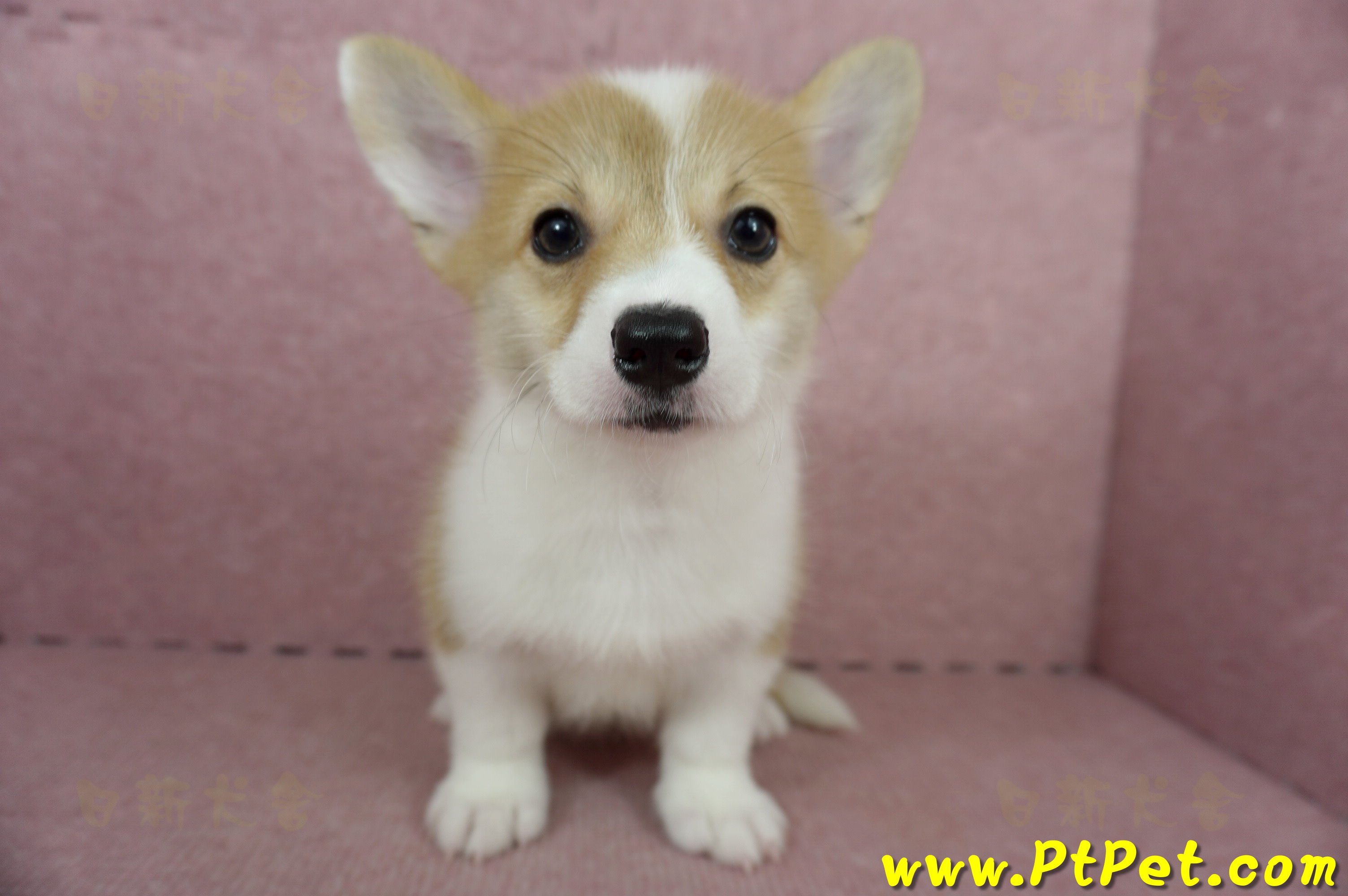 04/13雙色柯基犬母幼犬(高雄橋頭)