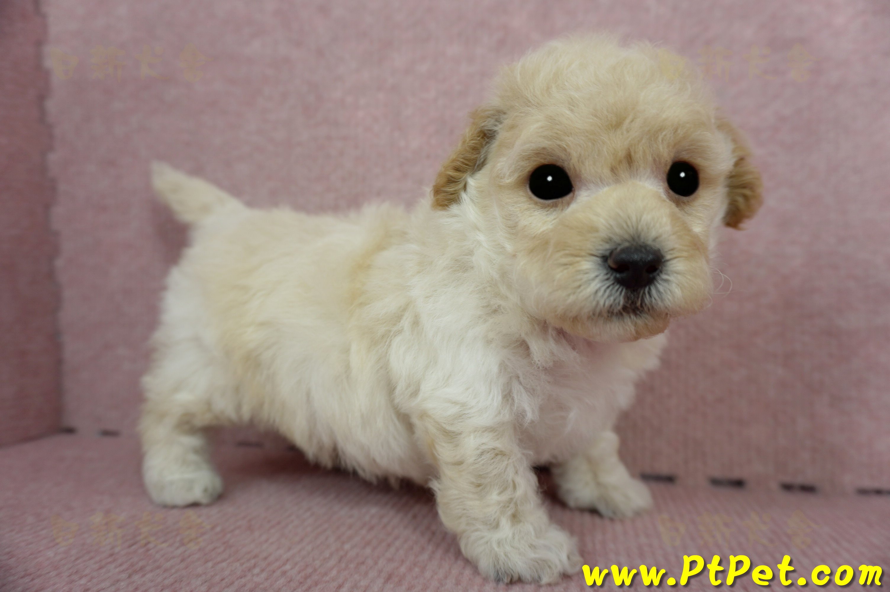 03/12泰迪比熊公幼犬2號(新竹香山)