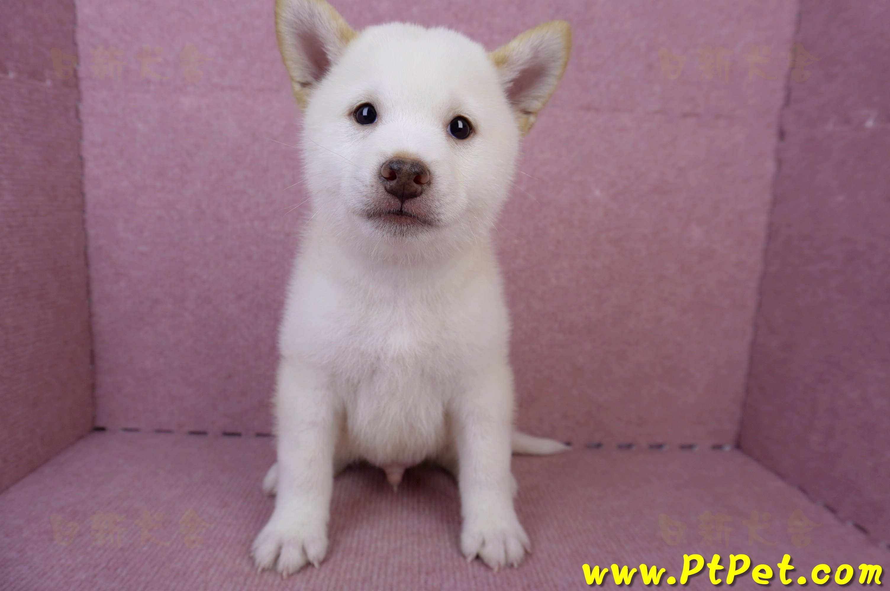 06/14白色柴犬公幼犬(台中北區)