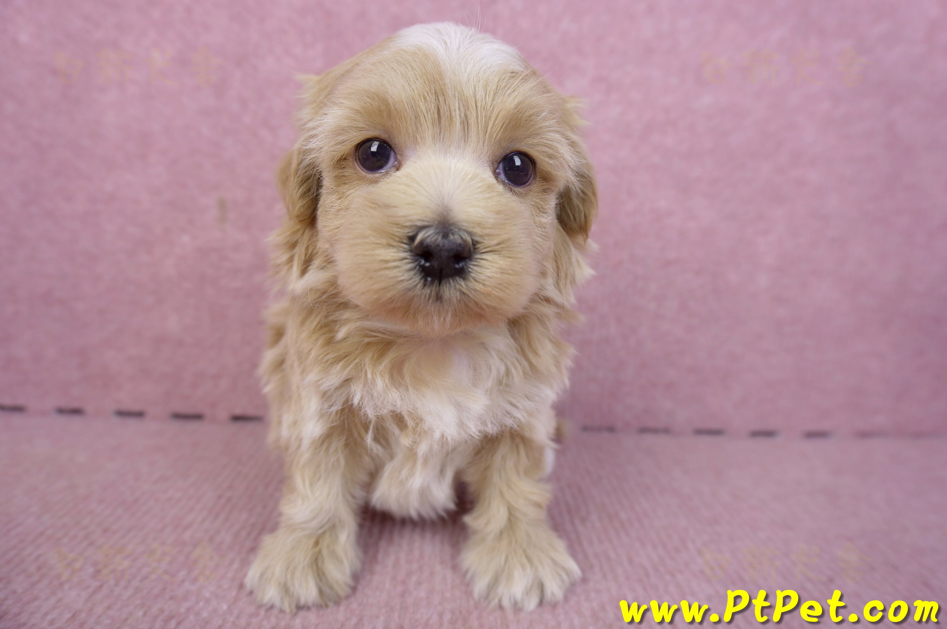 02/20馬爾泰迪母幼犬1號(新竹市)