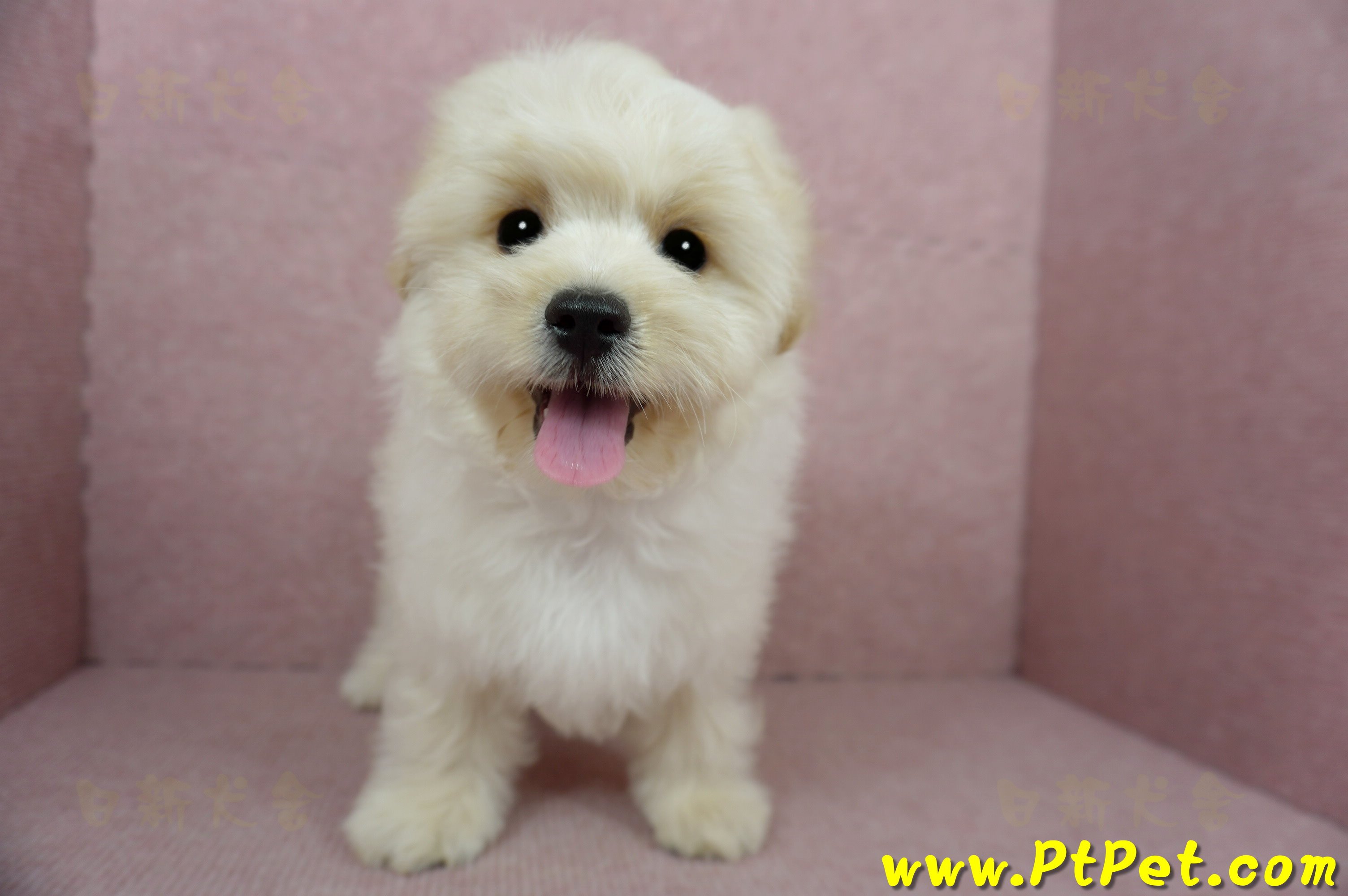 01/10奶油色馬爾泰迪公幼犬(花蓮壽豐)