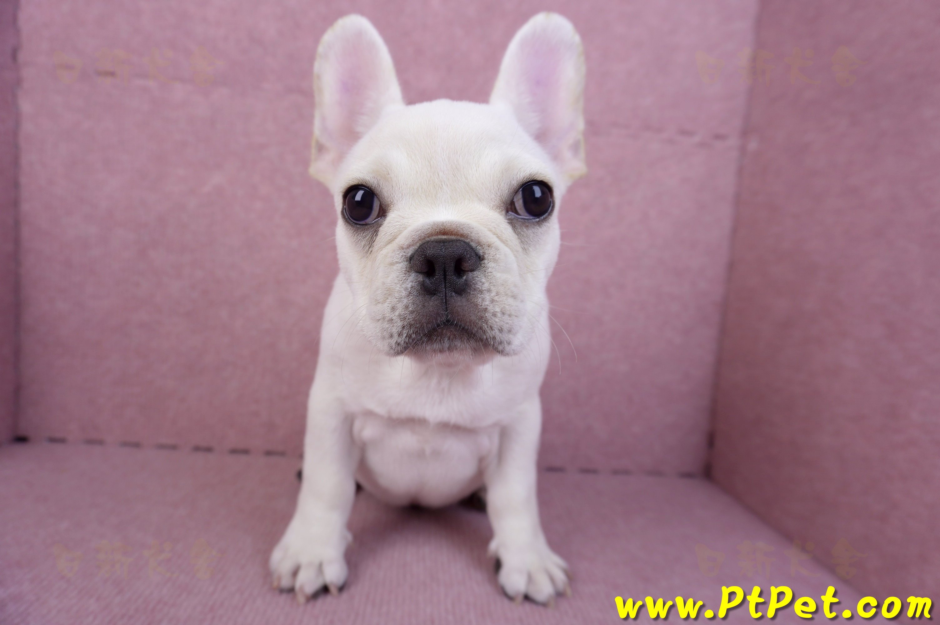 07/25奶油色法國鬥牛母幼犬(ASHTON, MD, USA)