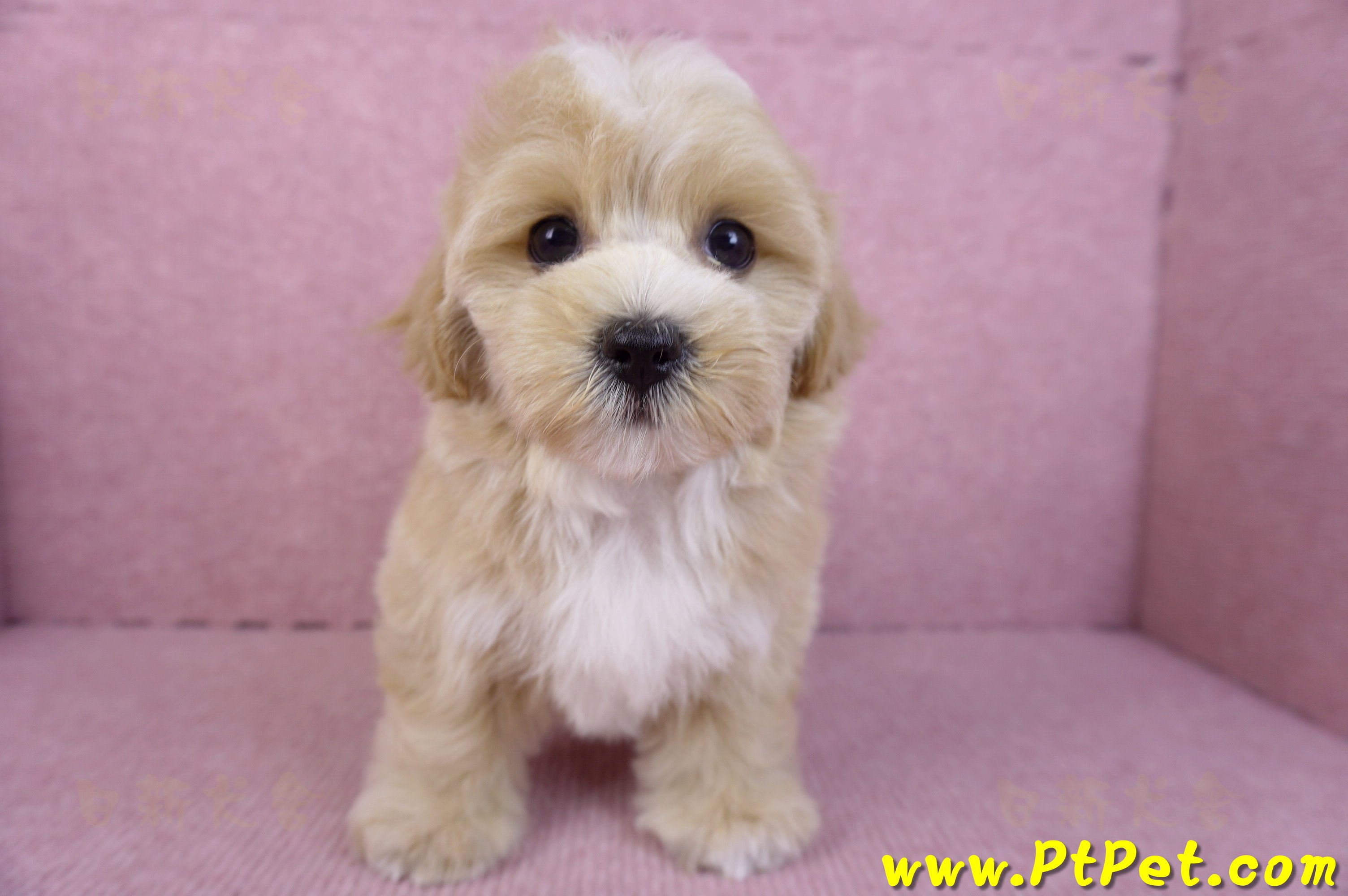 11/02馬爾泰迪母幼犬(新竹關西)