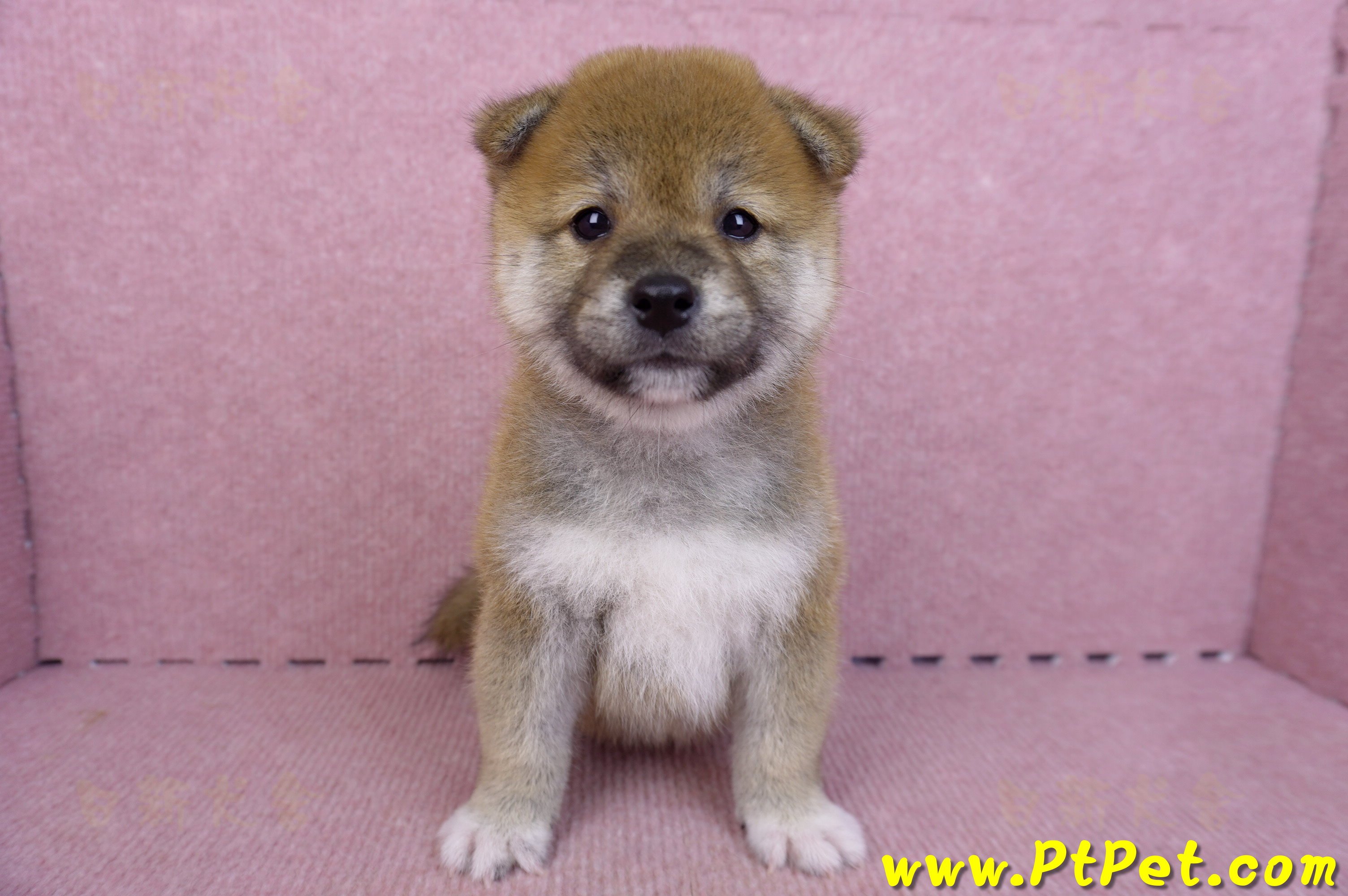 07/11赤色柴犬母幼犬1號(新北中和)