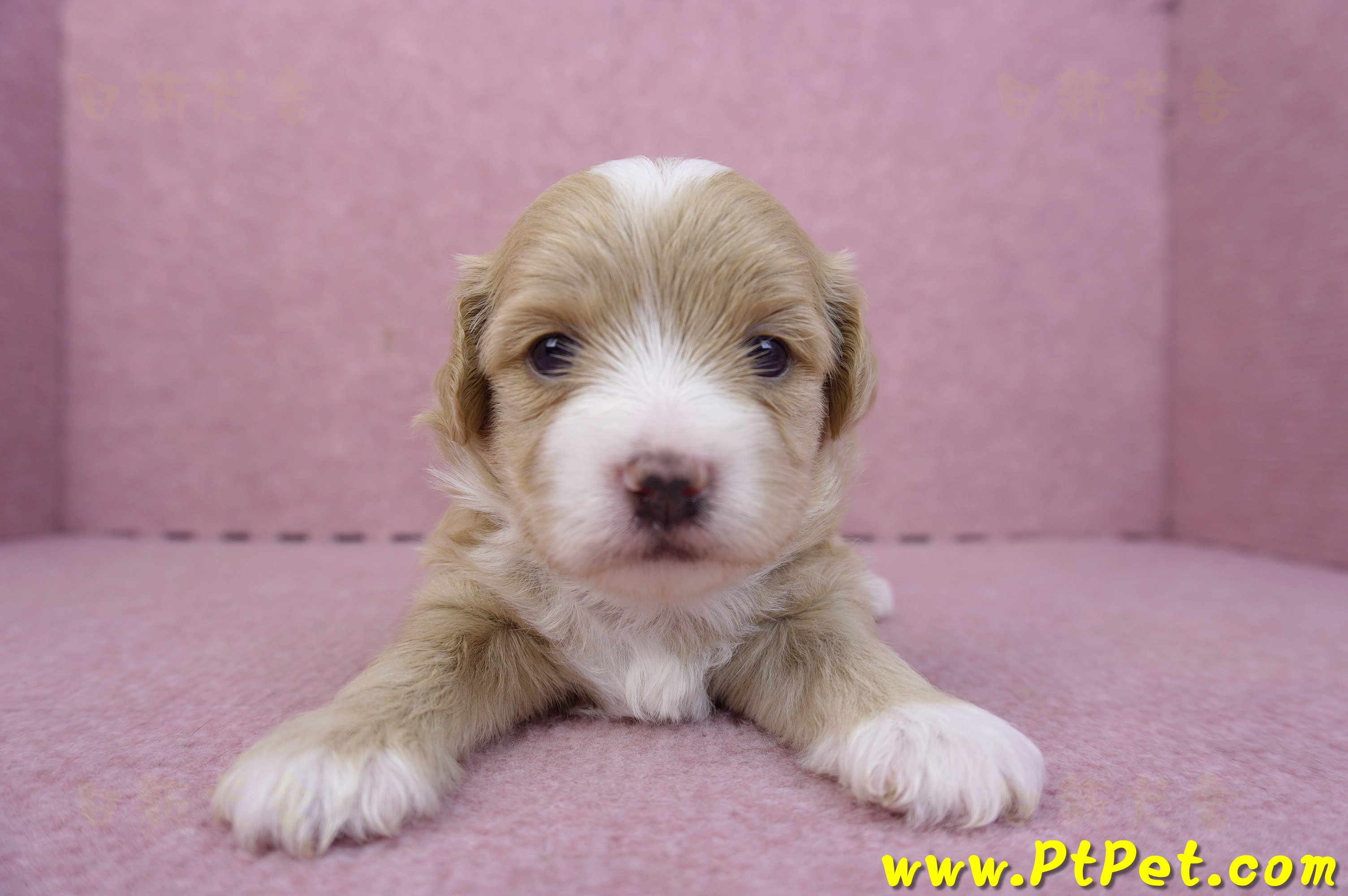 01/30馬爾泰迪公幼犬1號