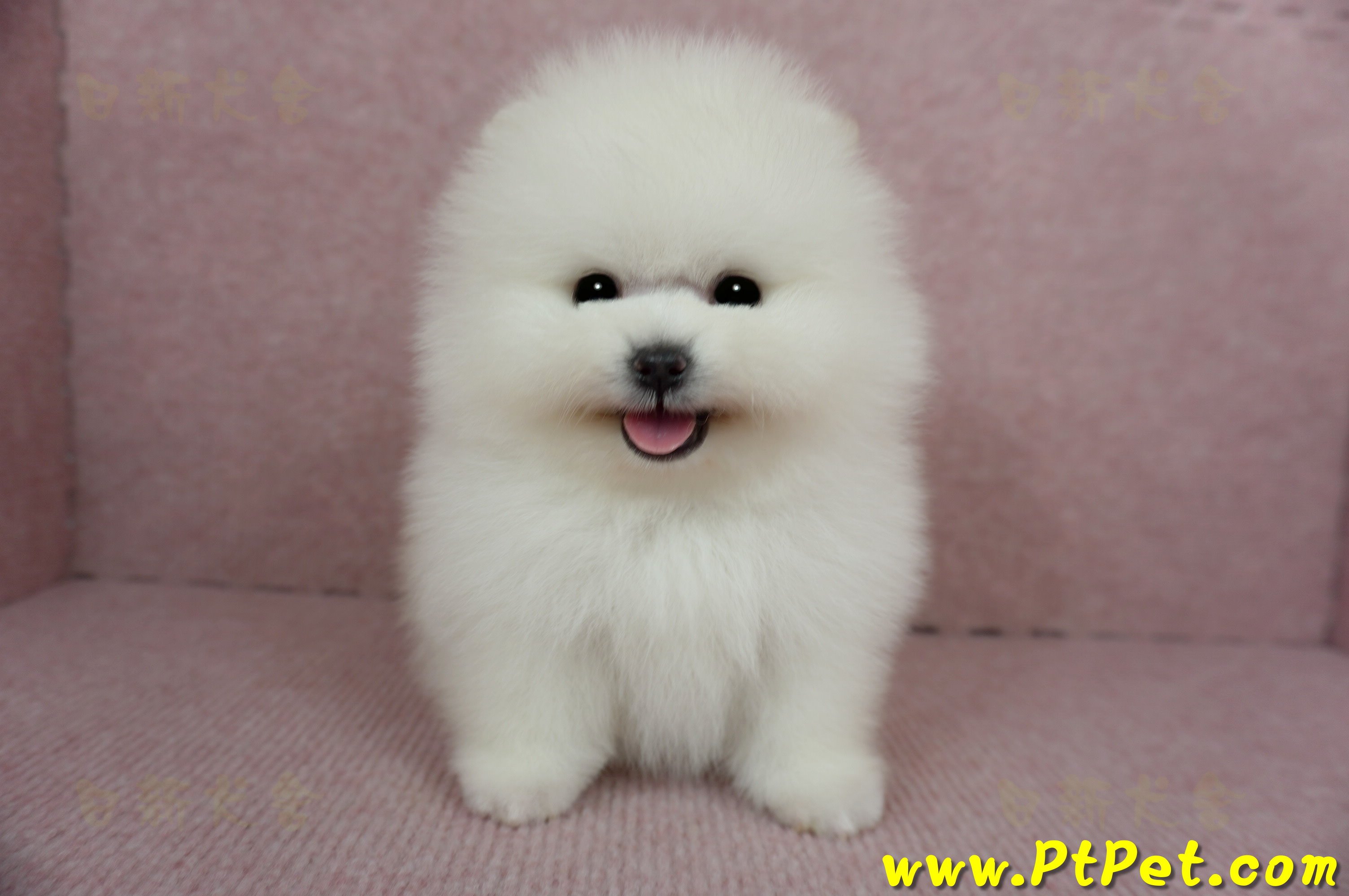 12/27迷你型松鼠白博美公幼犬1號(高雄前鎮)