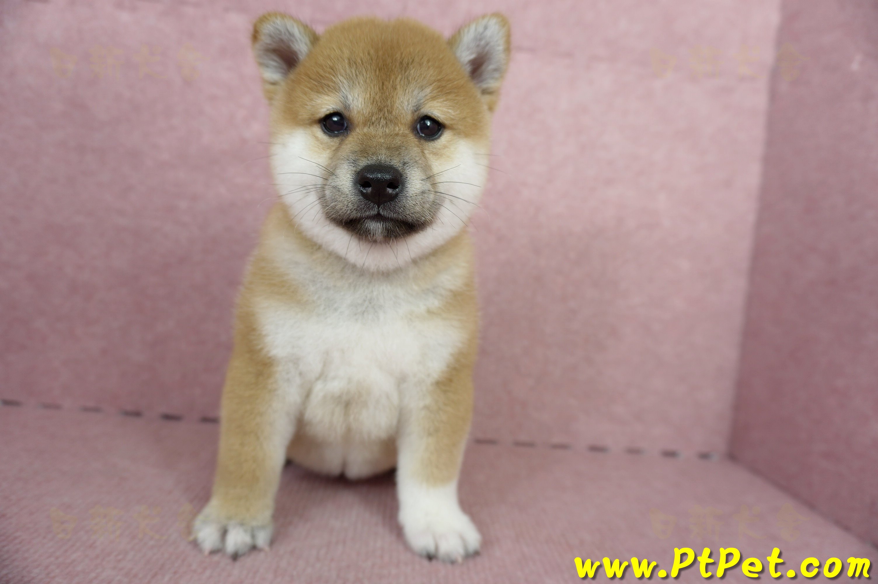 04/29赤色柴犬母幼犬1號(屏東里港)