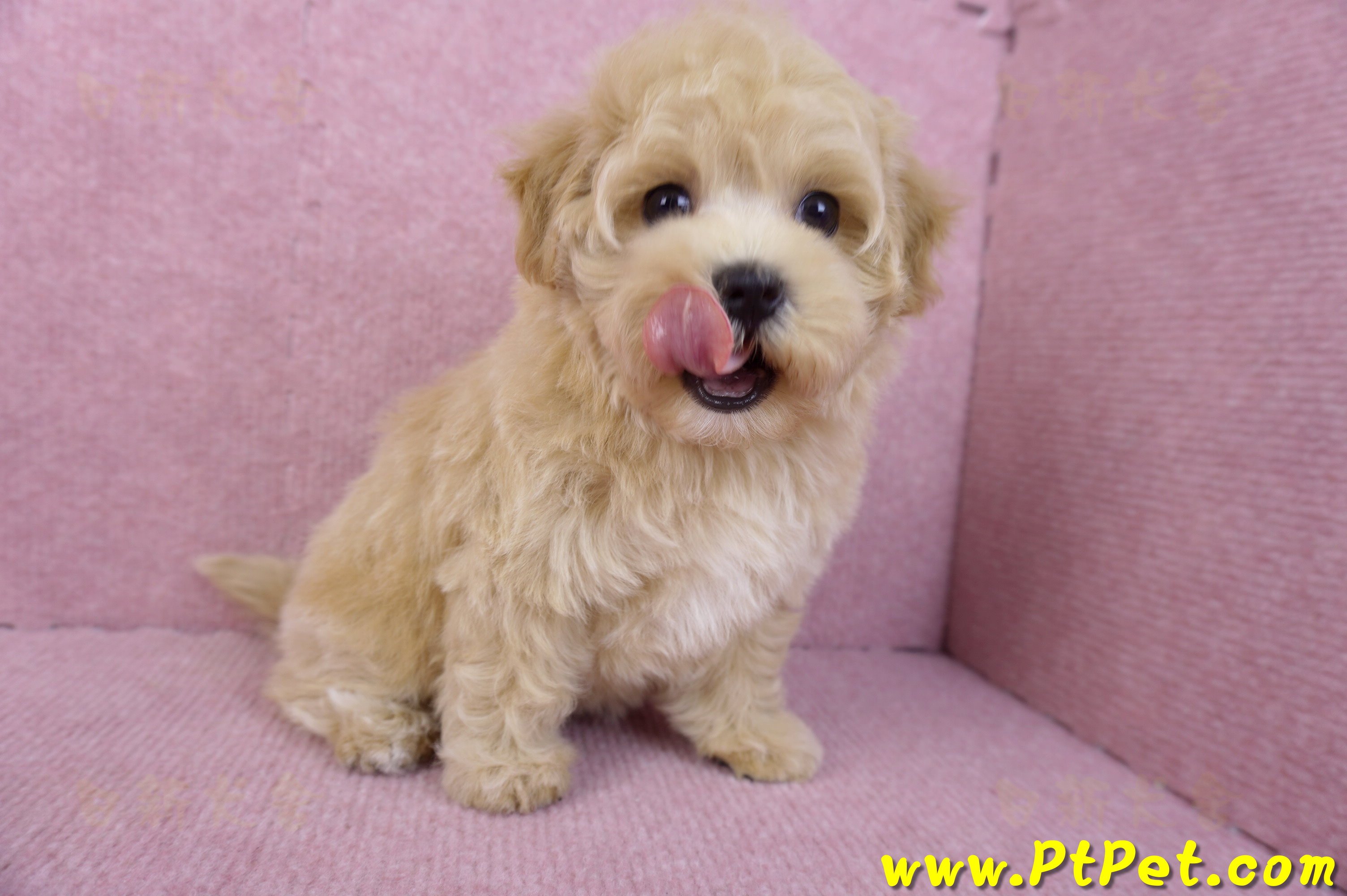 11/23馬爾泰迪母幼犬1號(新北永和)