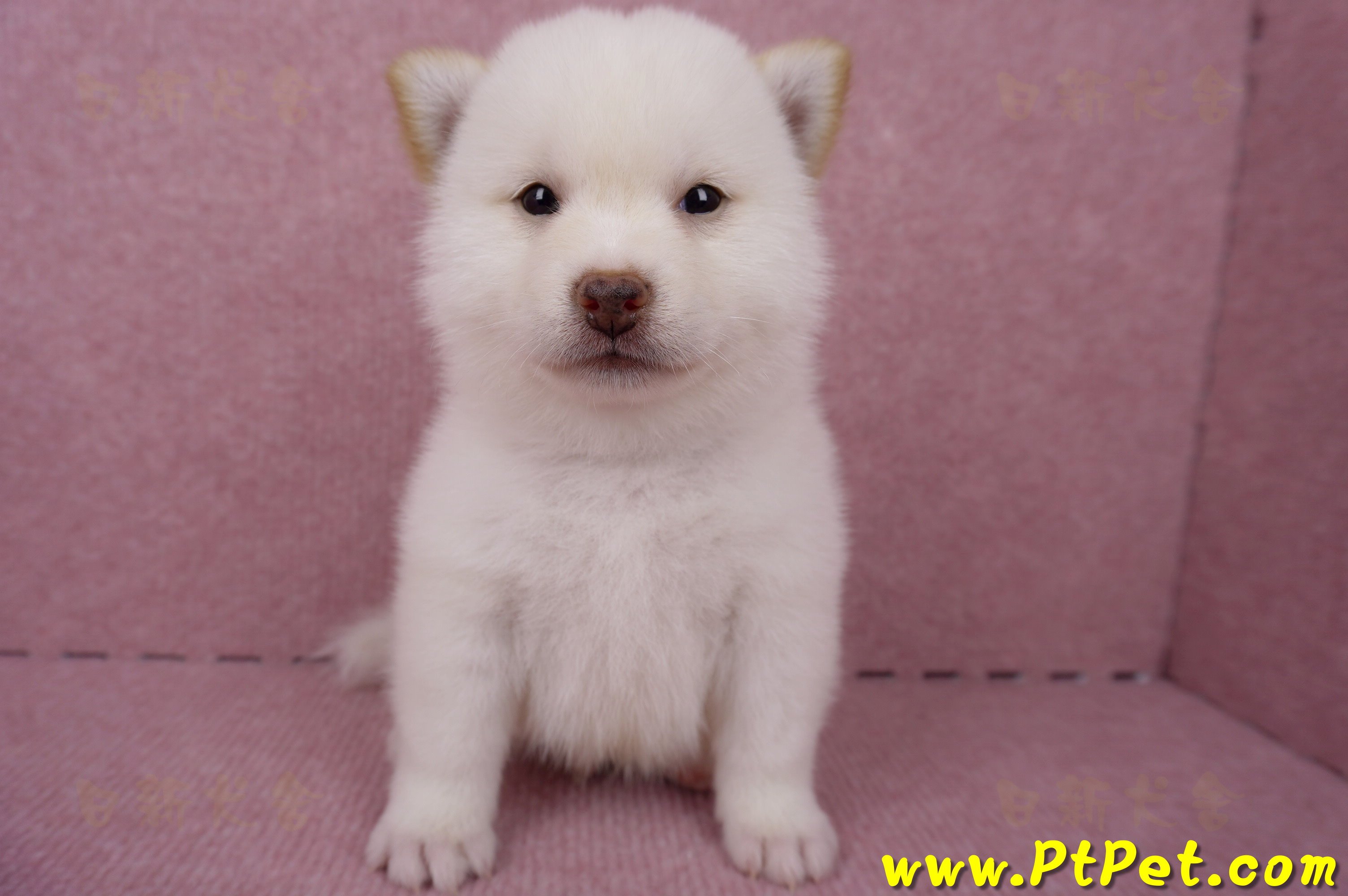 06/14白色柴犬公幼犬1號(屏東潮州)