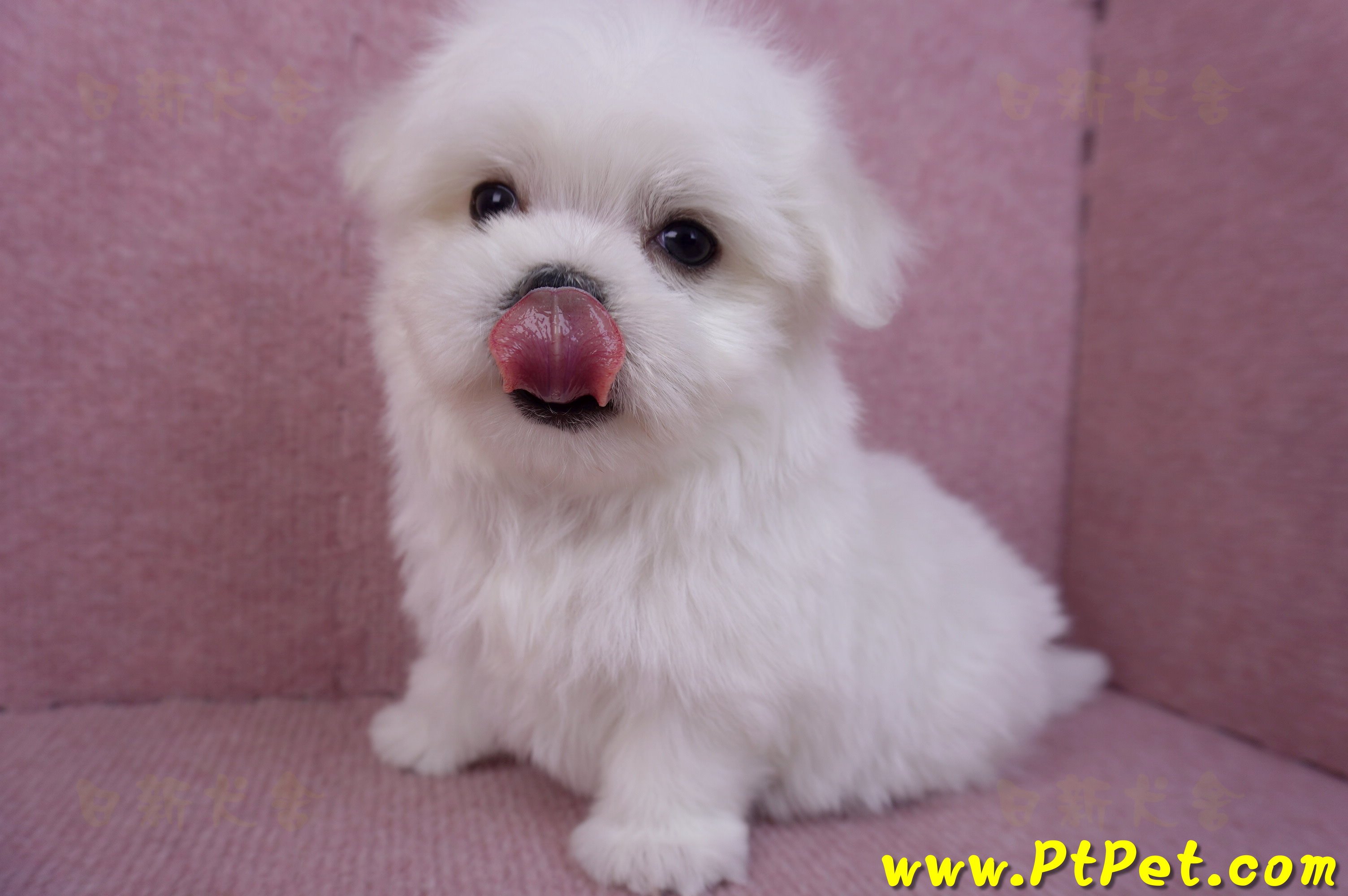 11/20馬爾濟斯公幼犬(彰化二林)