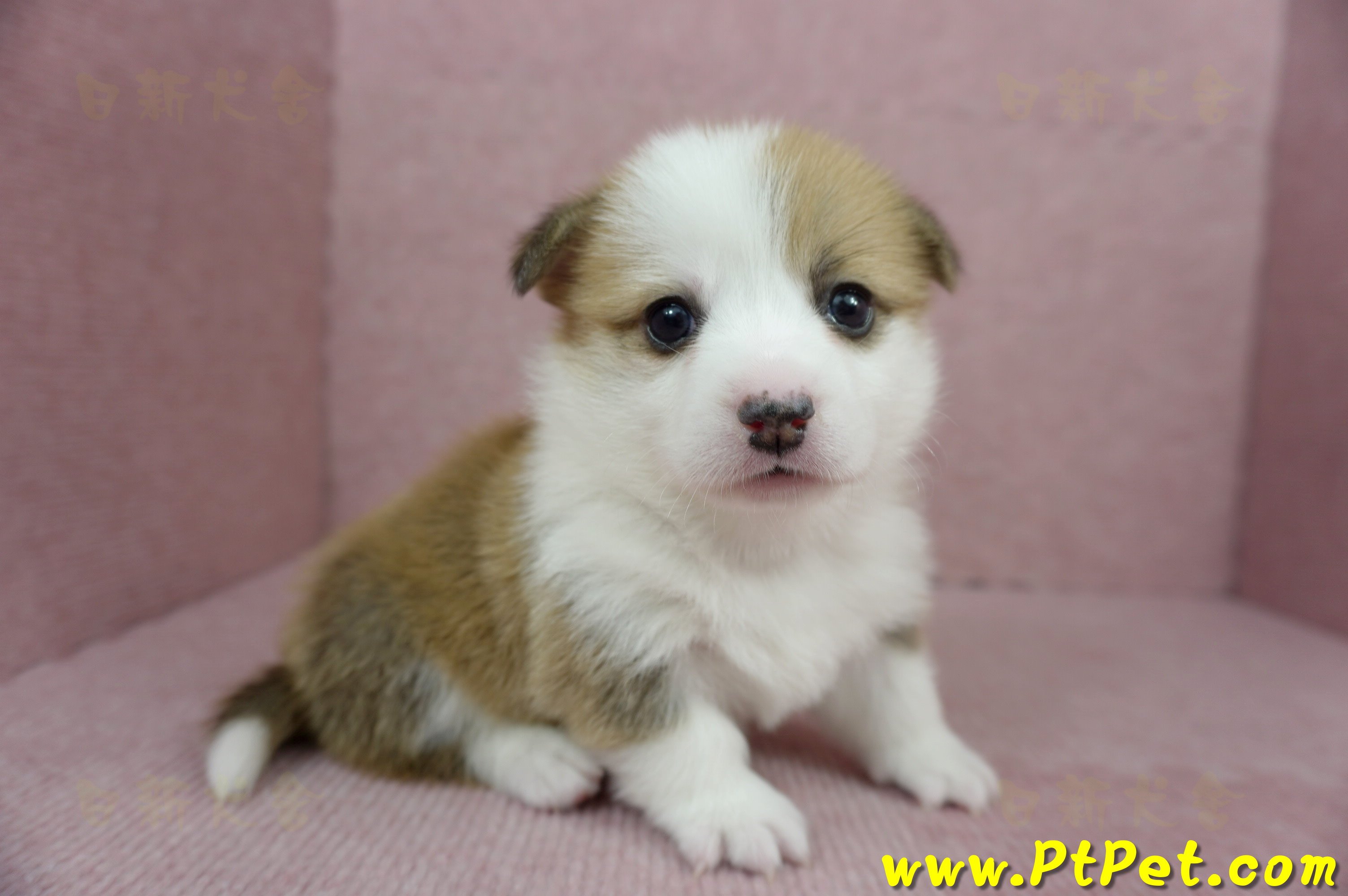 01/25雙色柯基犬母幼犬(宜蘭冬山)