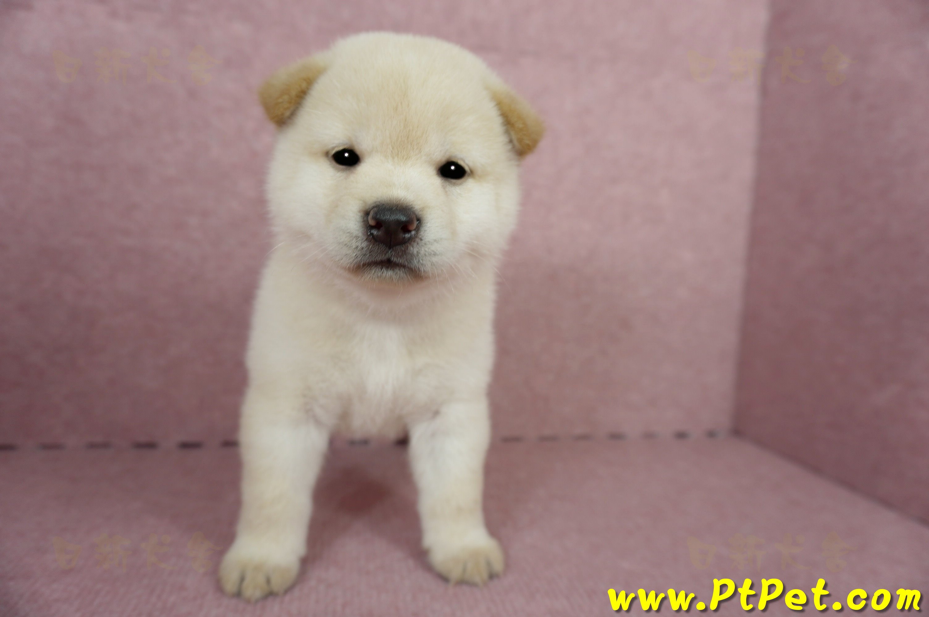 04/26白色柴犬公幼犬(屏東內埔)