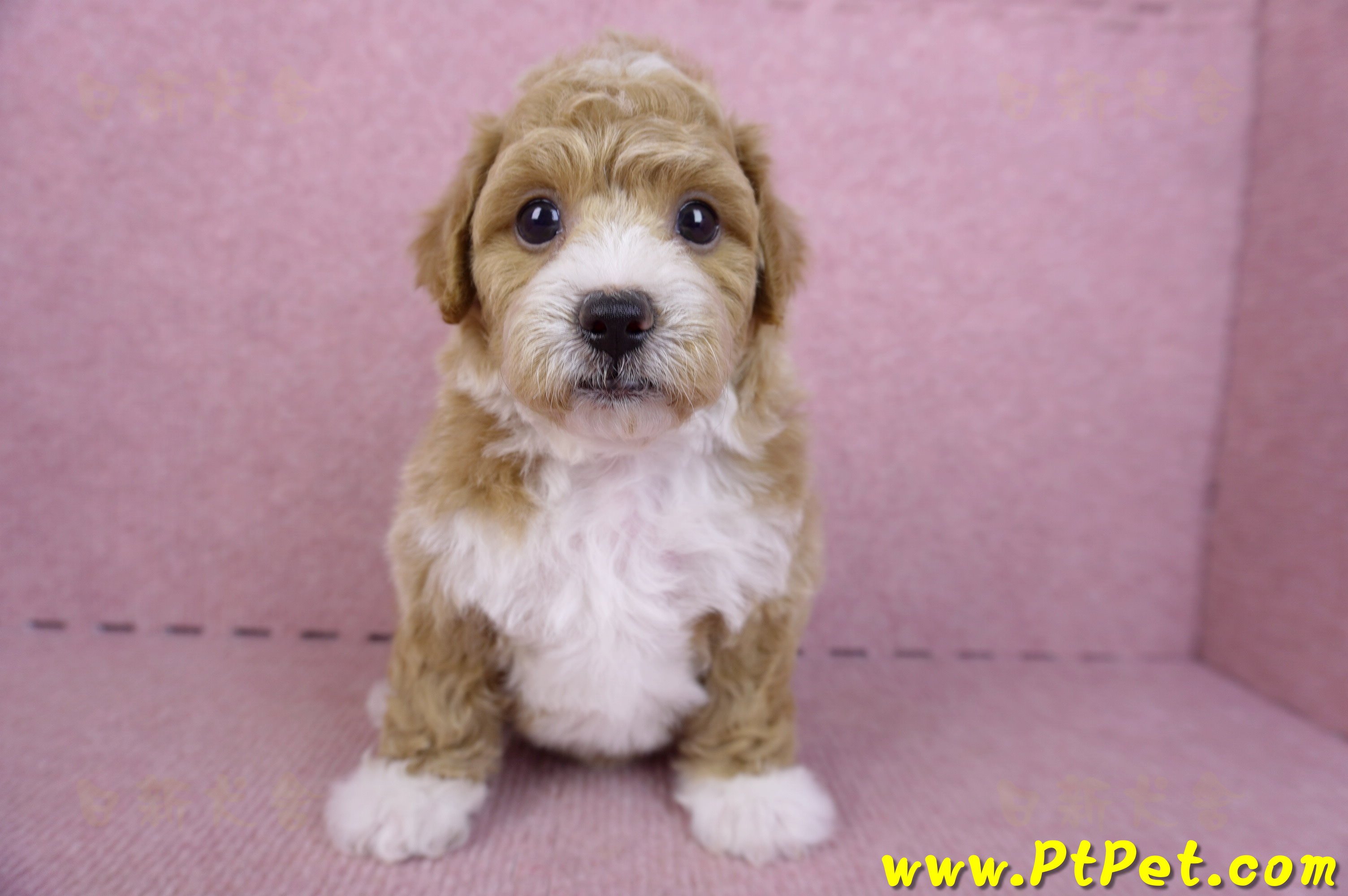 09/12泰迪比熊母幼犬1號(嘉義市)