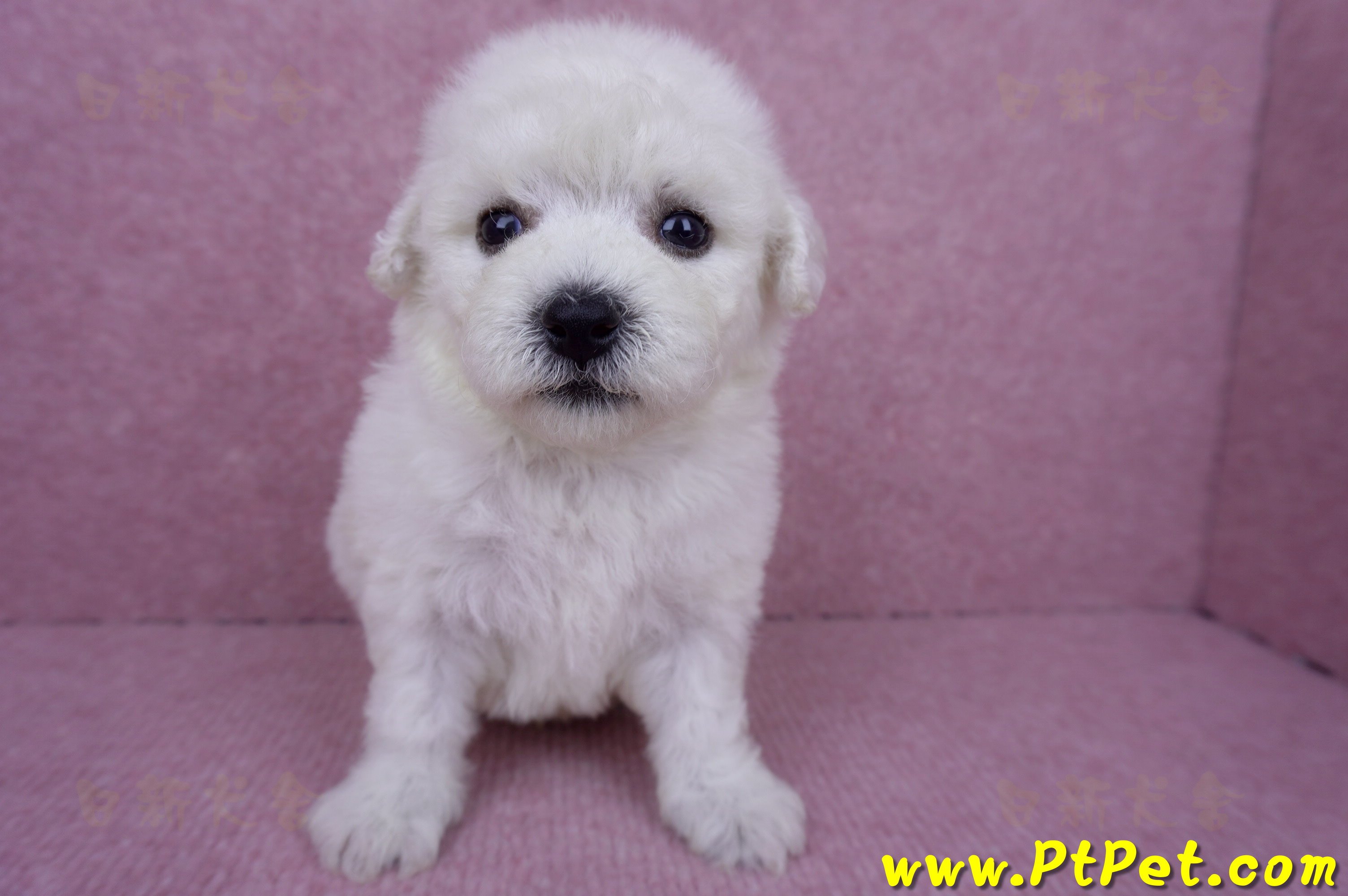 07/22比熊犬公幼犬2號(桃園市)