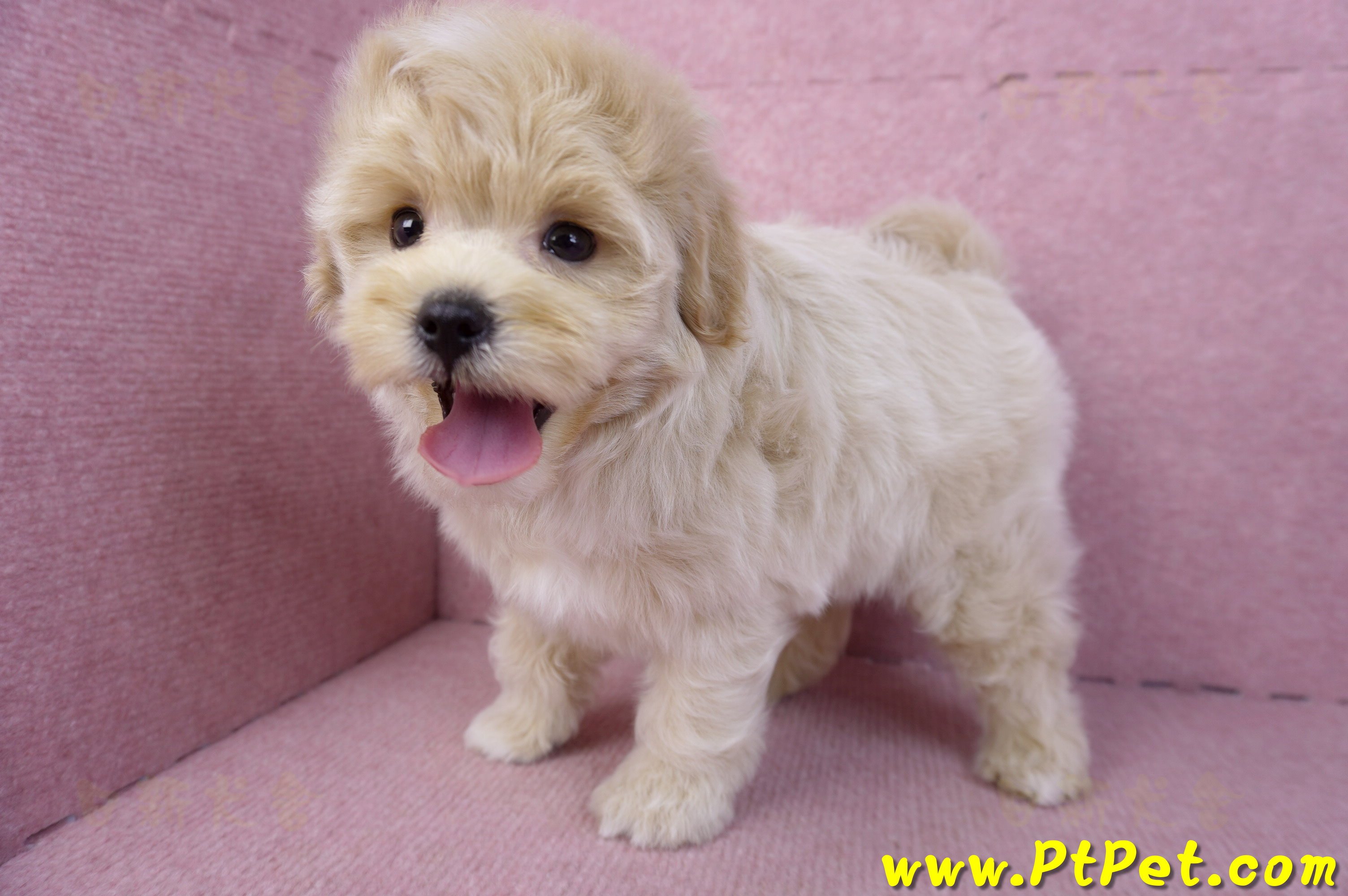 11/23馬爾泰迪公幼犬(高雄)