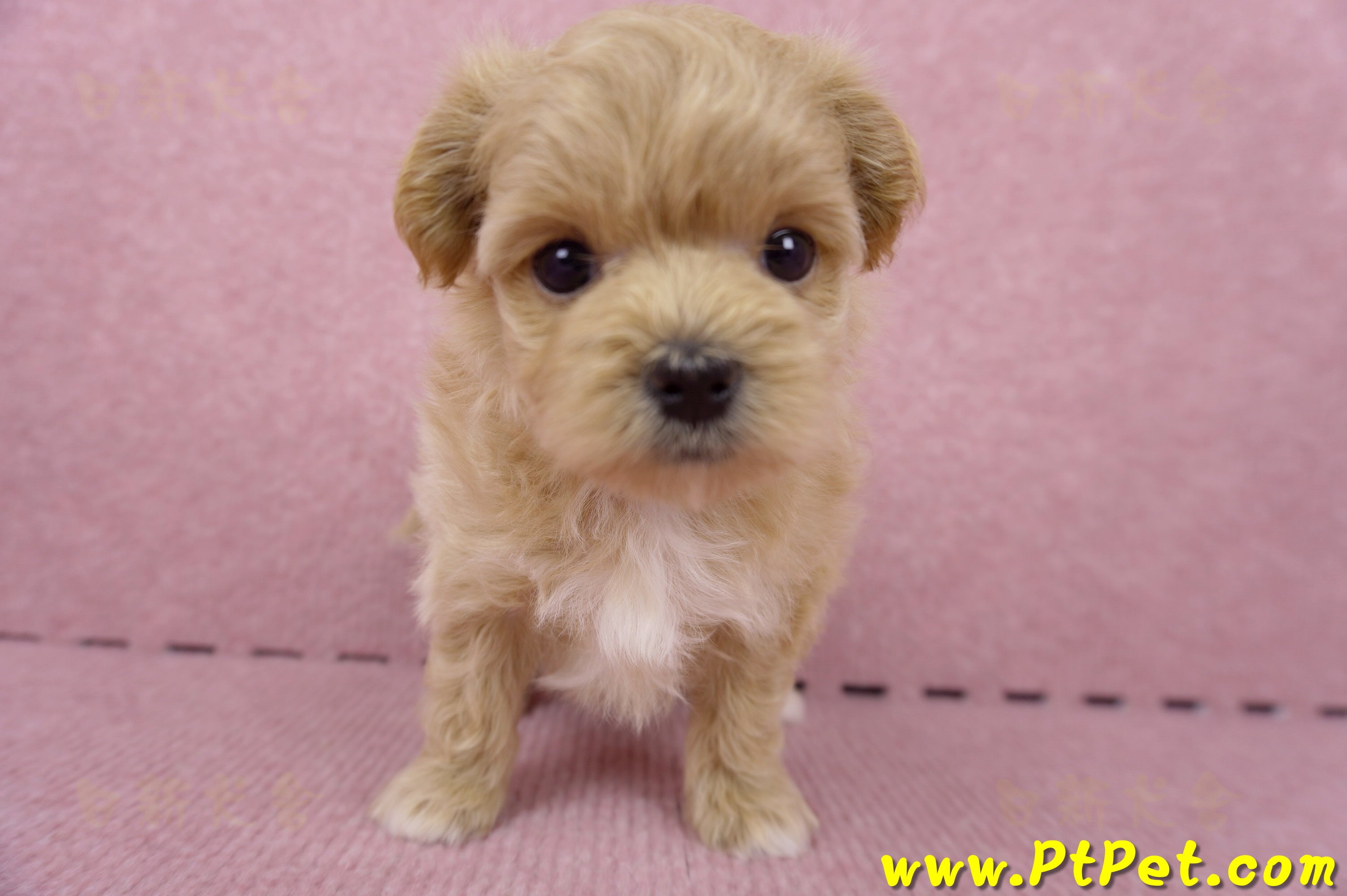 06/15奶油色馬爾泰迪母幼犬(台北內湖)