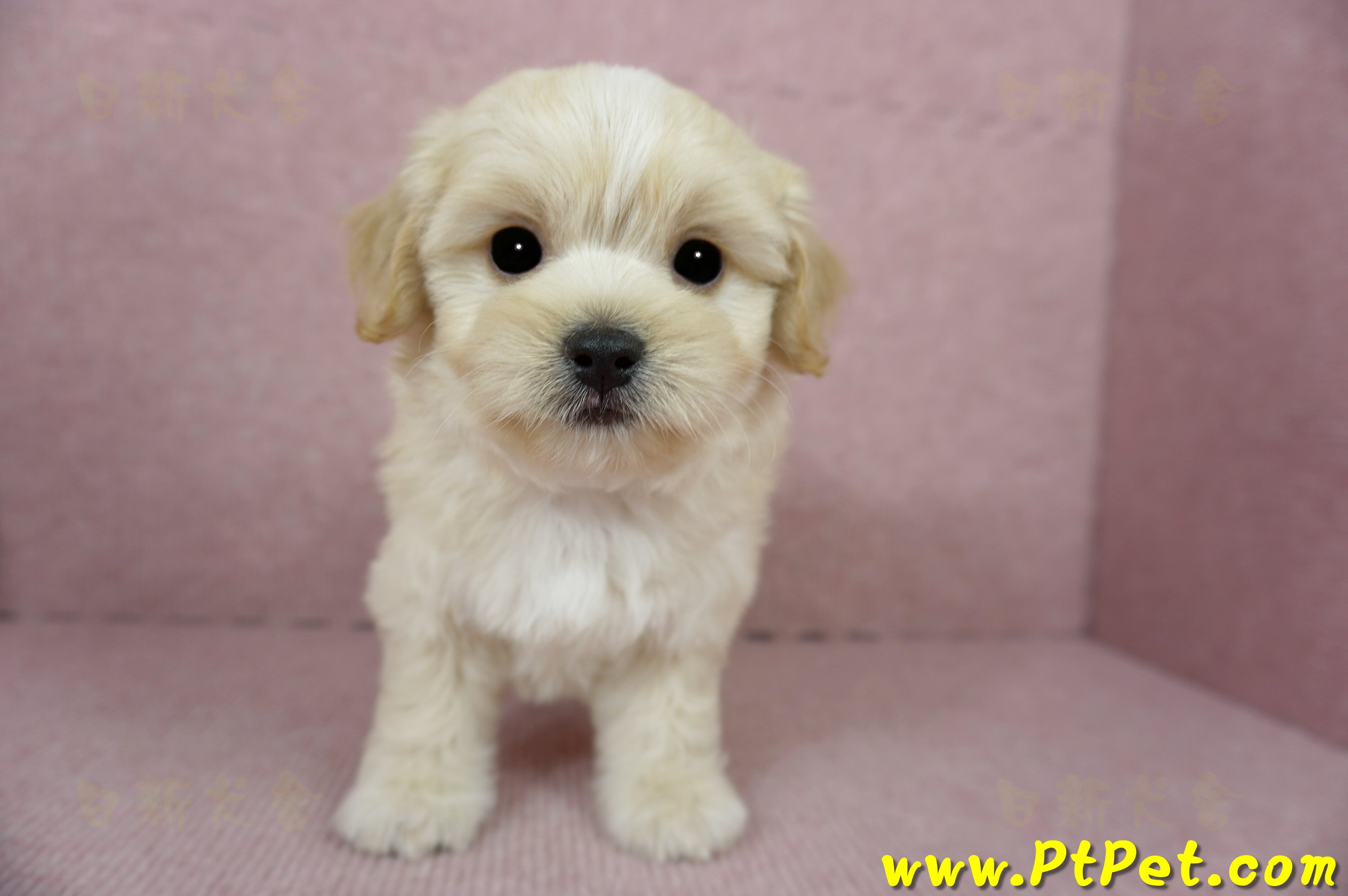 01/10奶油色馬爾泰迪公幼犬2號(花蓮光復)