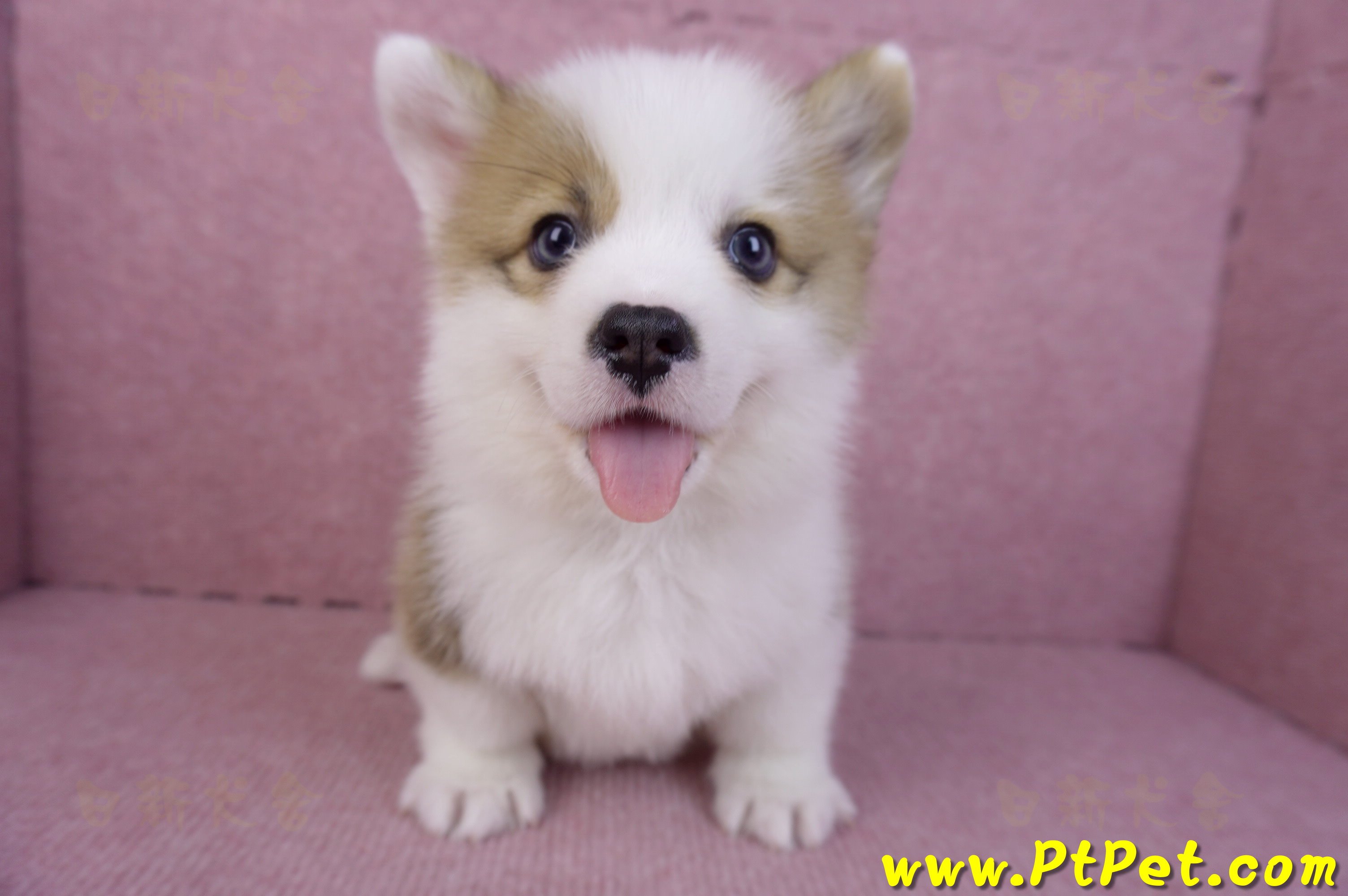 11/05雙色柯基犬公幼犬4號(台南安平)