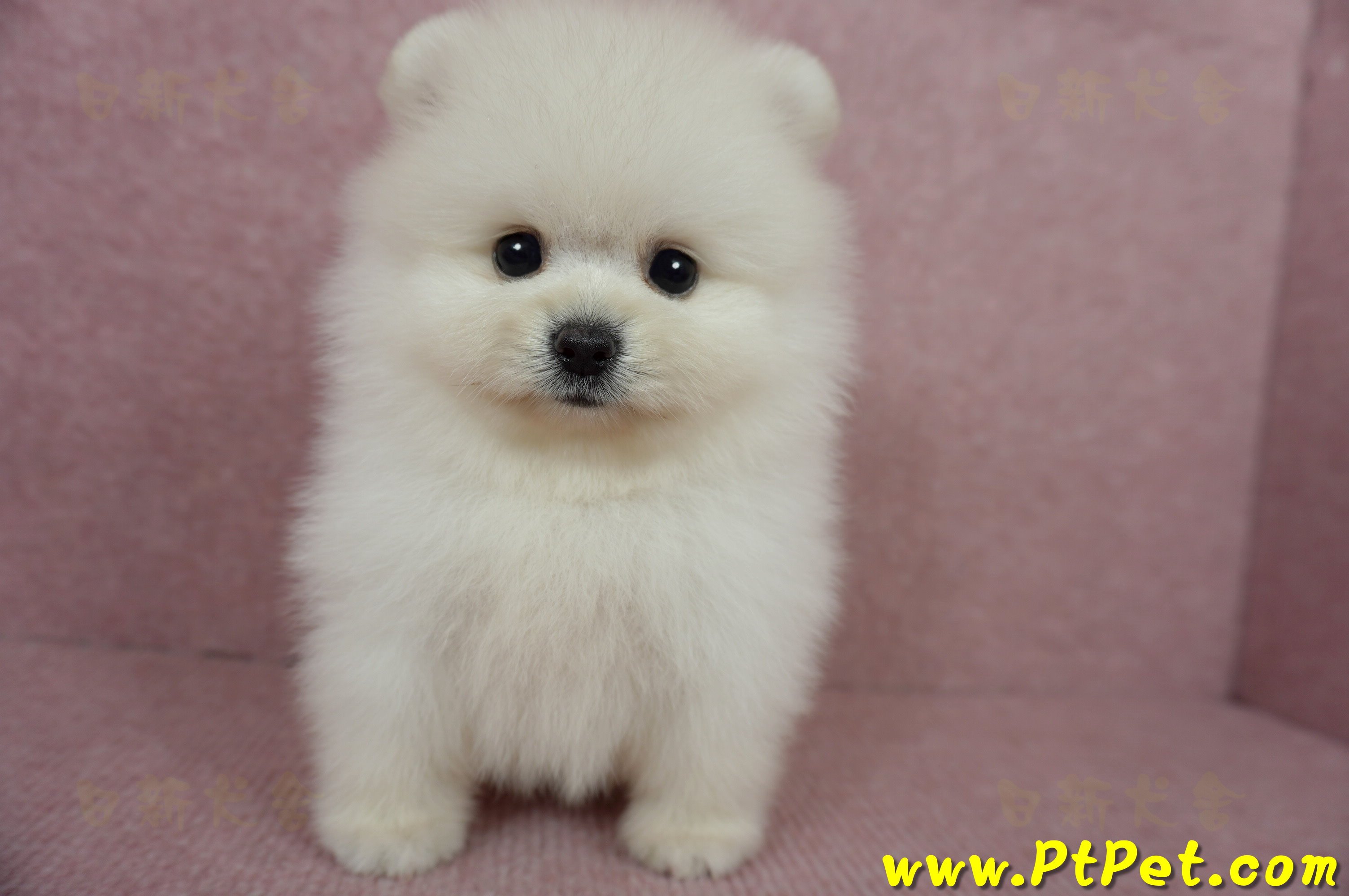 05/22迷你型松鼠白博美公幼犬2號(高雄前鎮)