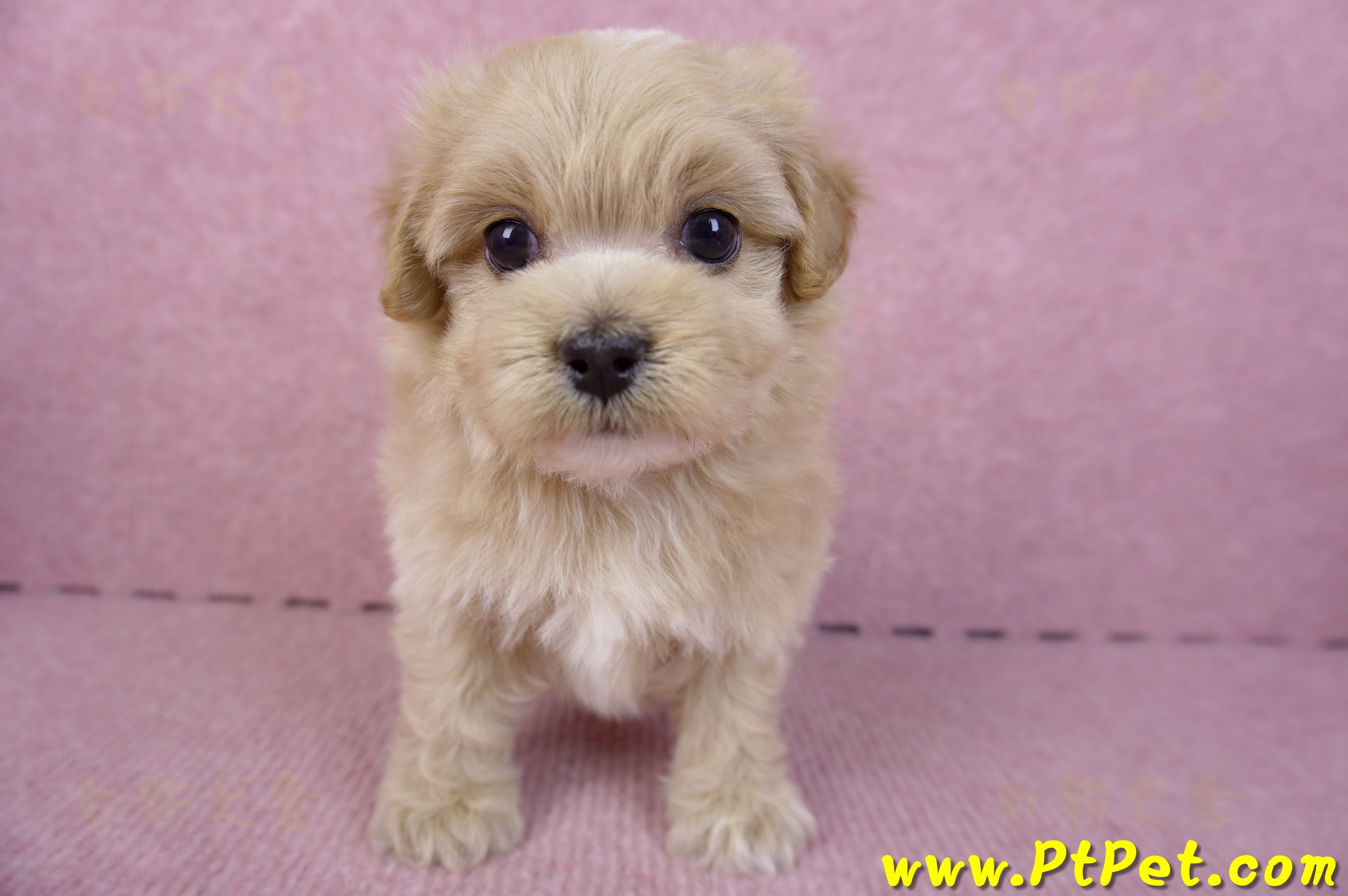 10/18馬爾泰迪公幼犬2號(高雄三民)