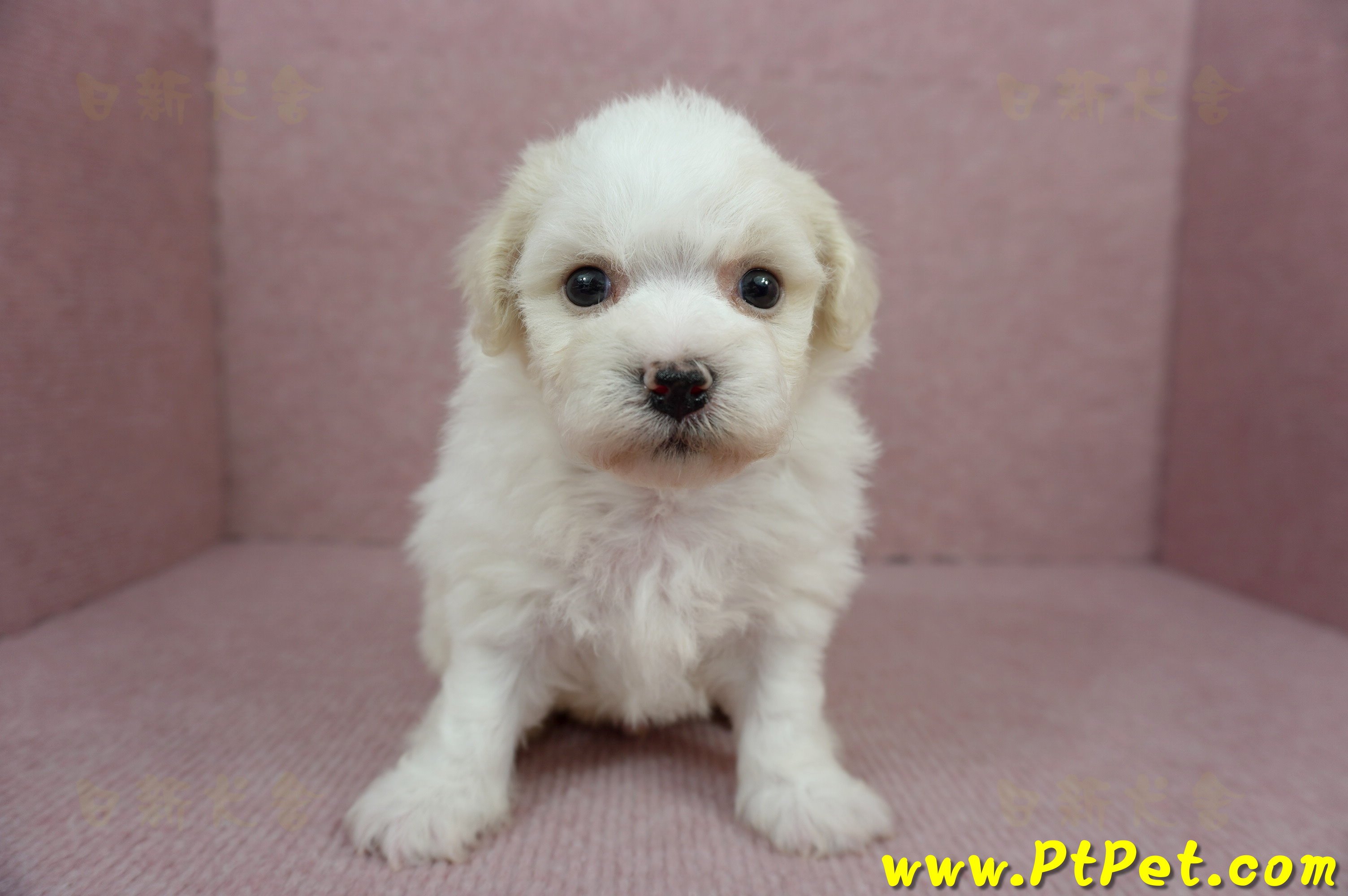 01/12比熊犬公幼犬3號(新北林口)