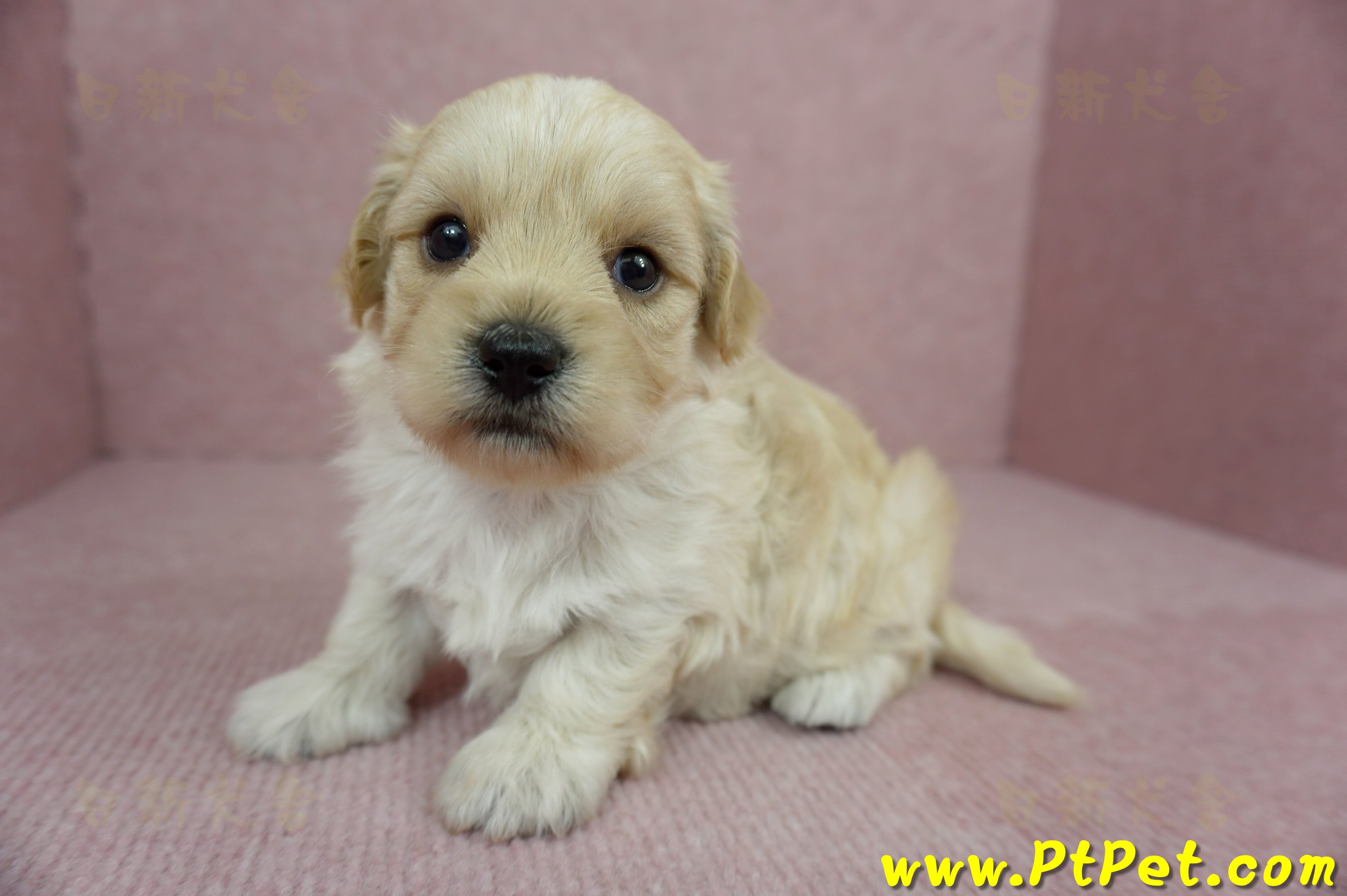 02/14奶油色馬爾泰迪公幼犬2號(新北汐止)