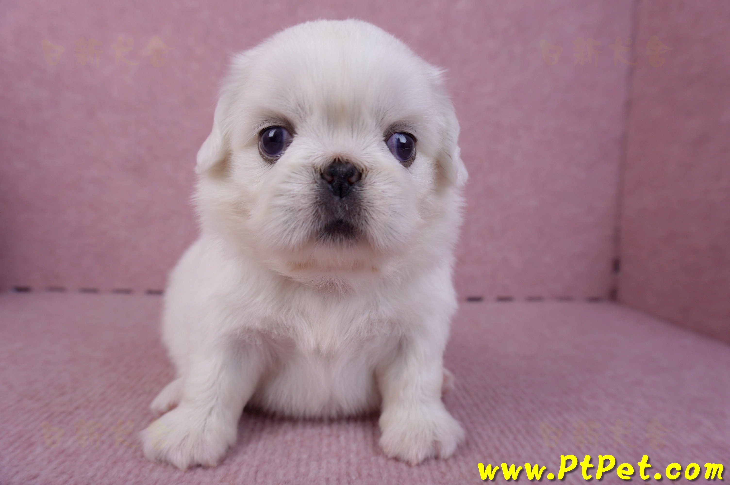 10/31北京狗母幼犬1號(台北北投)