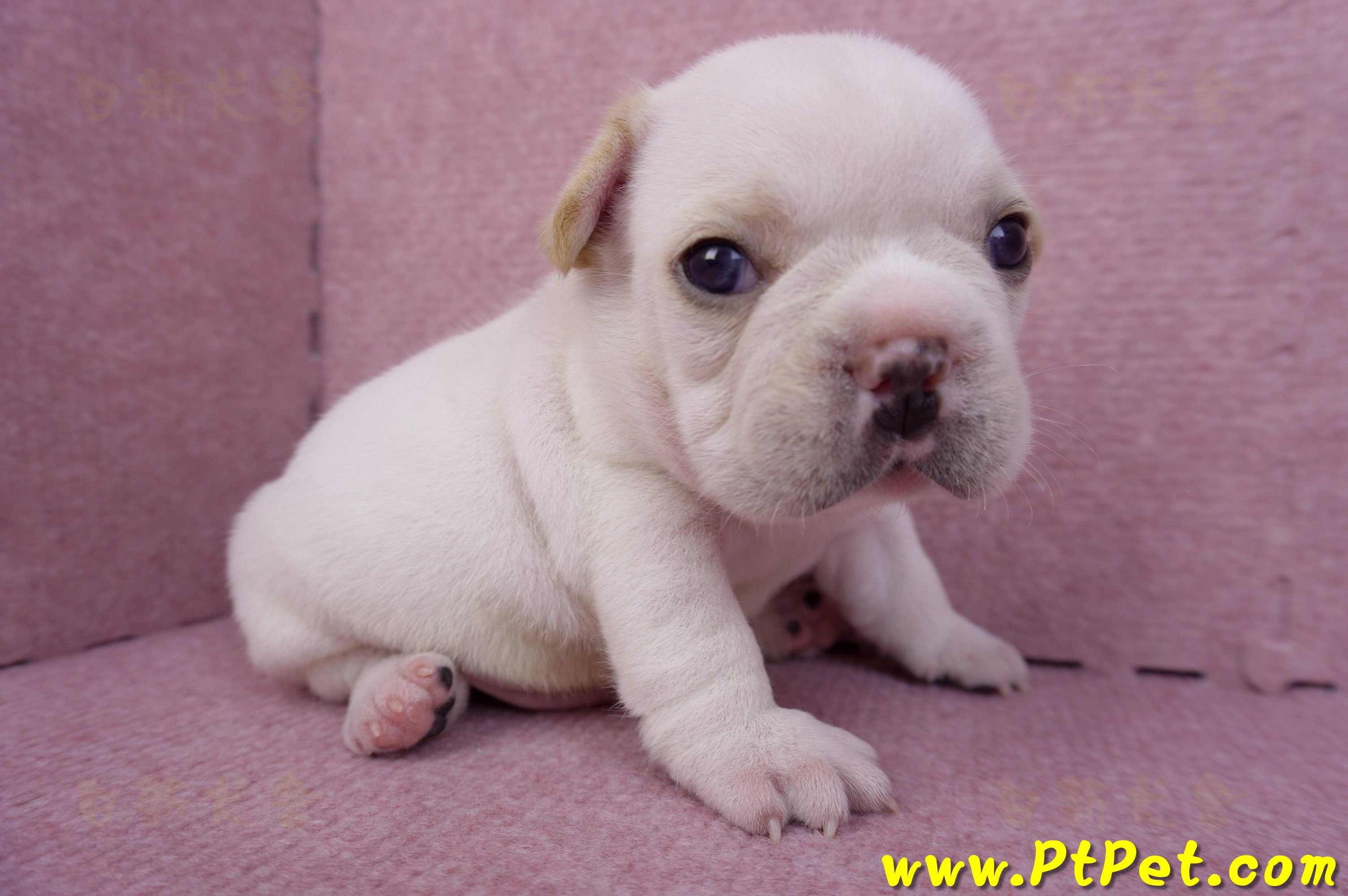 03/21奶白色法國鬥牛公幼犬2號(基隆仁愛)