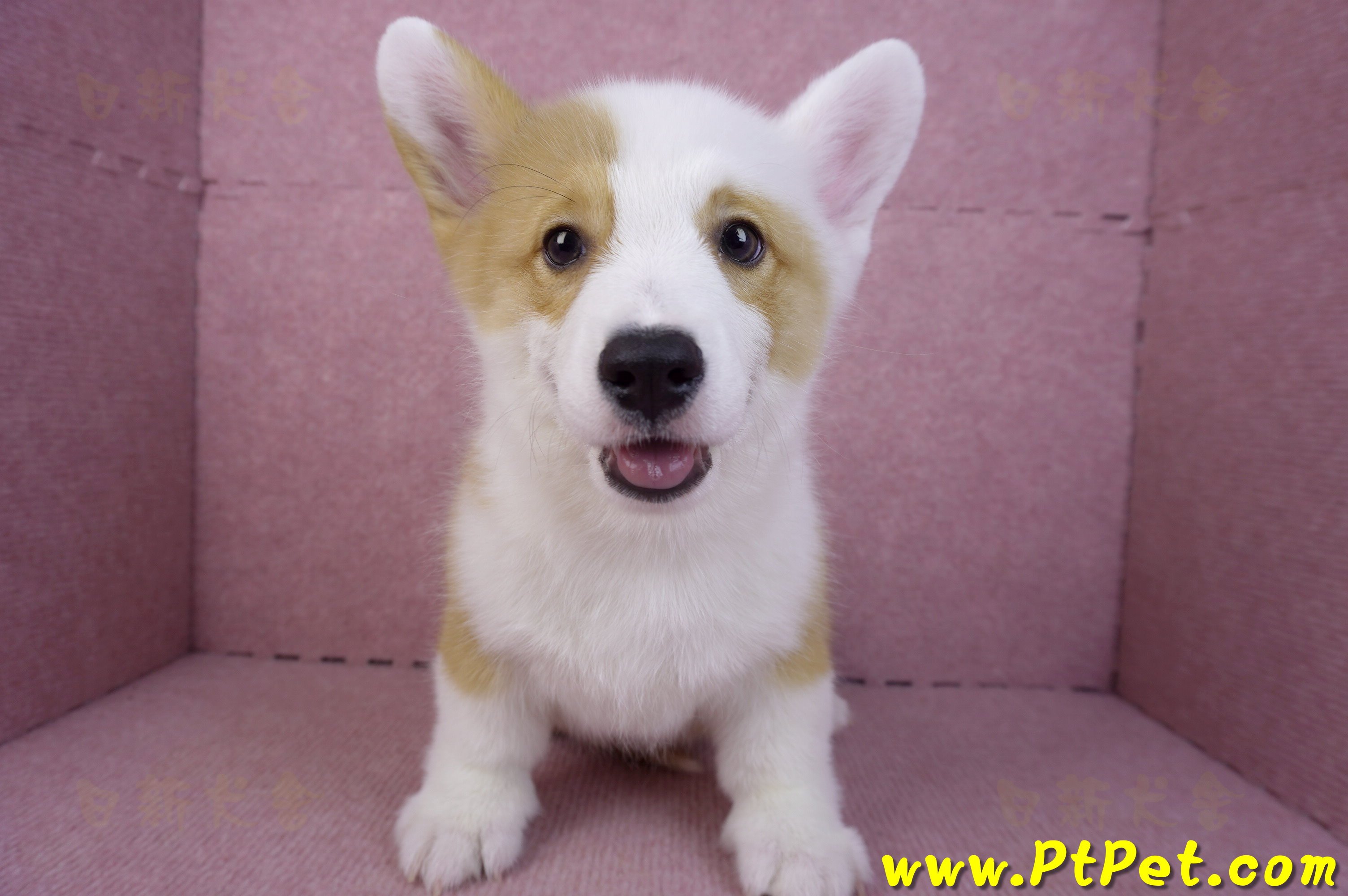 11/05雙色柯基犬公幼犬