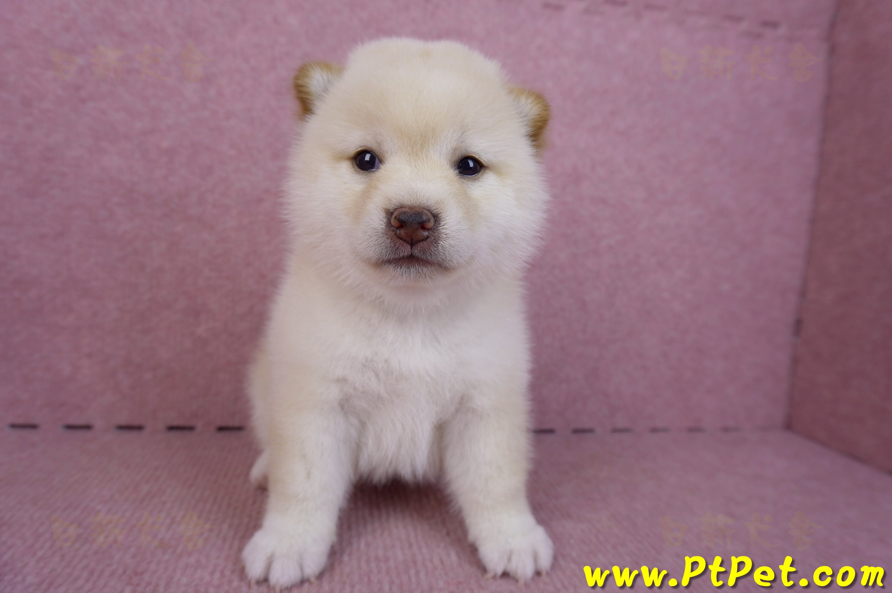 09/21白色柴犬母幼犬2號(高雄新興)