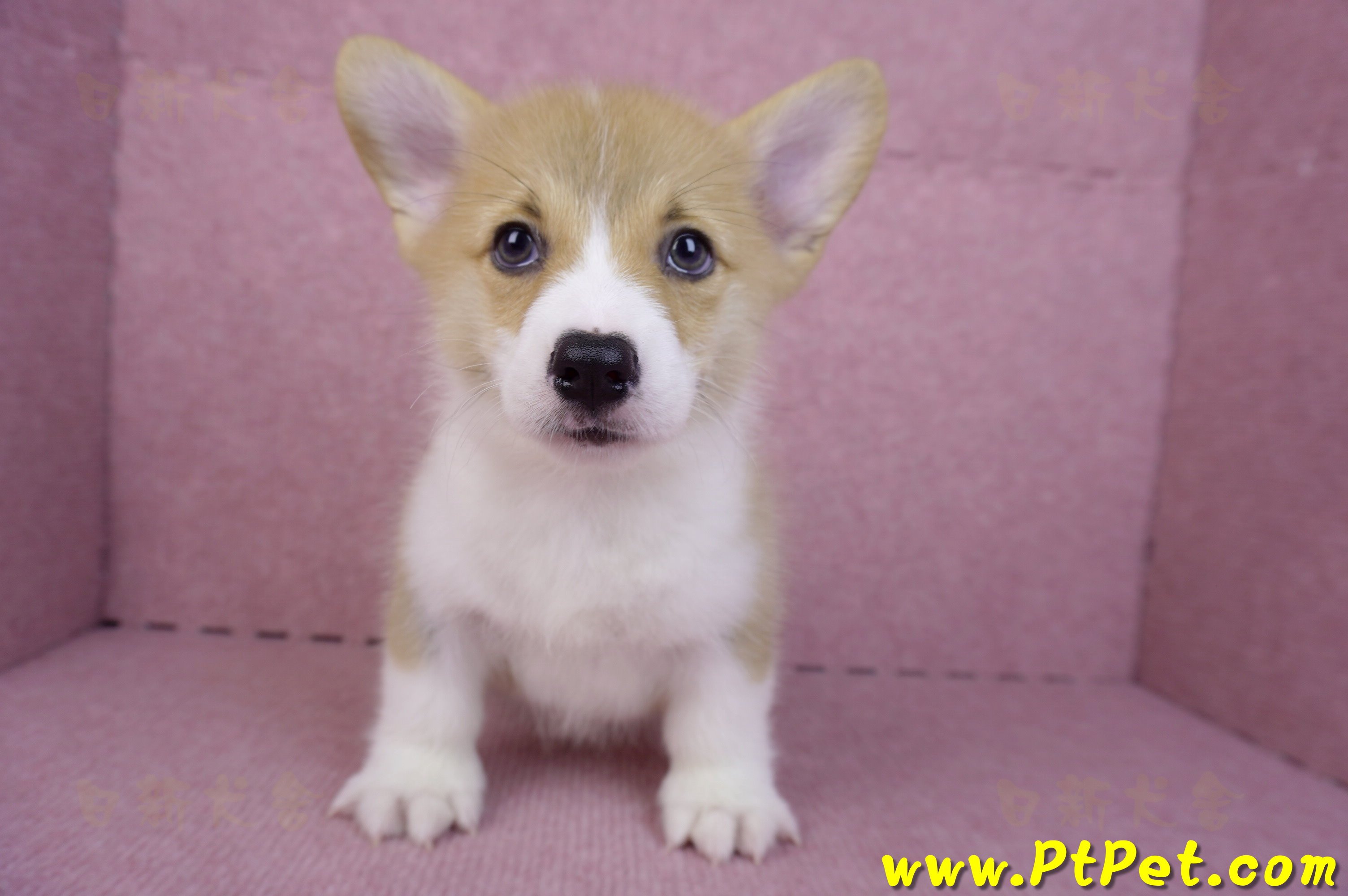 08/05雙色柯基犬公幼犬2號(屏東潮州)