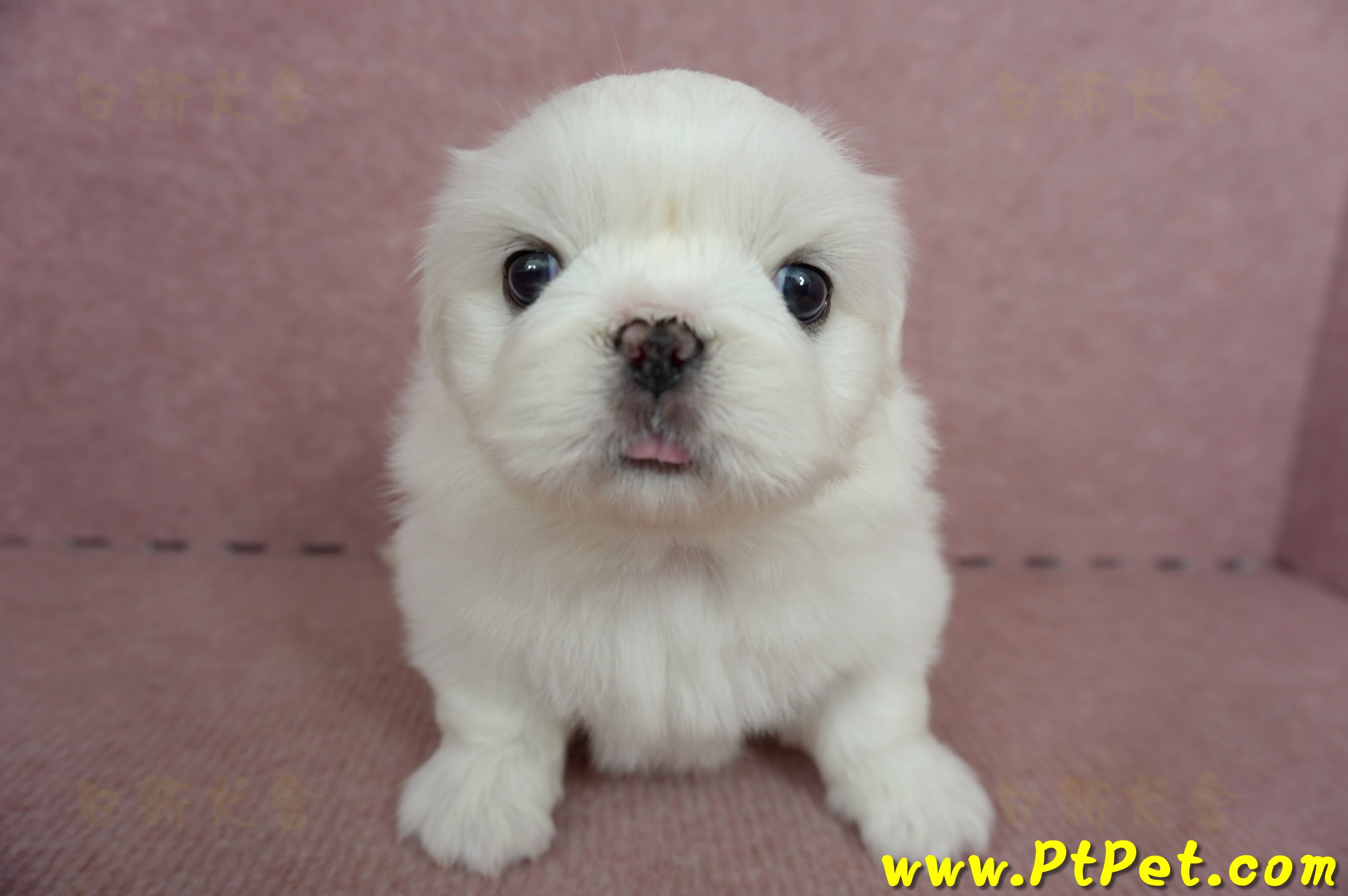 05/27北京狗母幼犬(台北萬華)