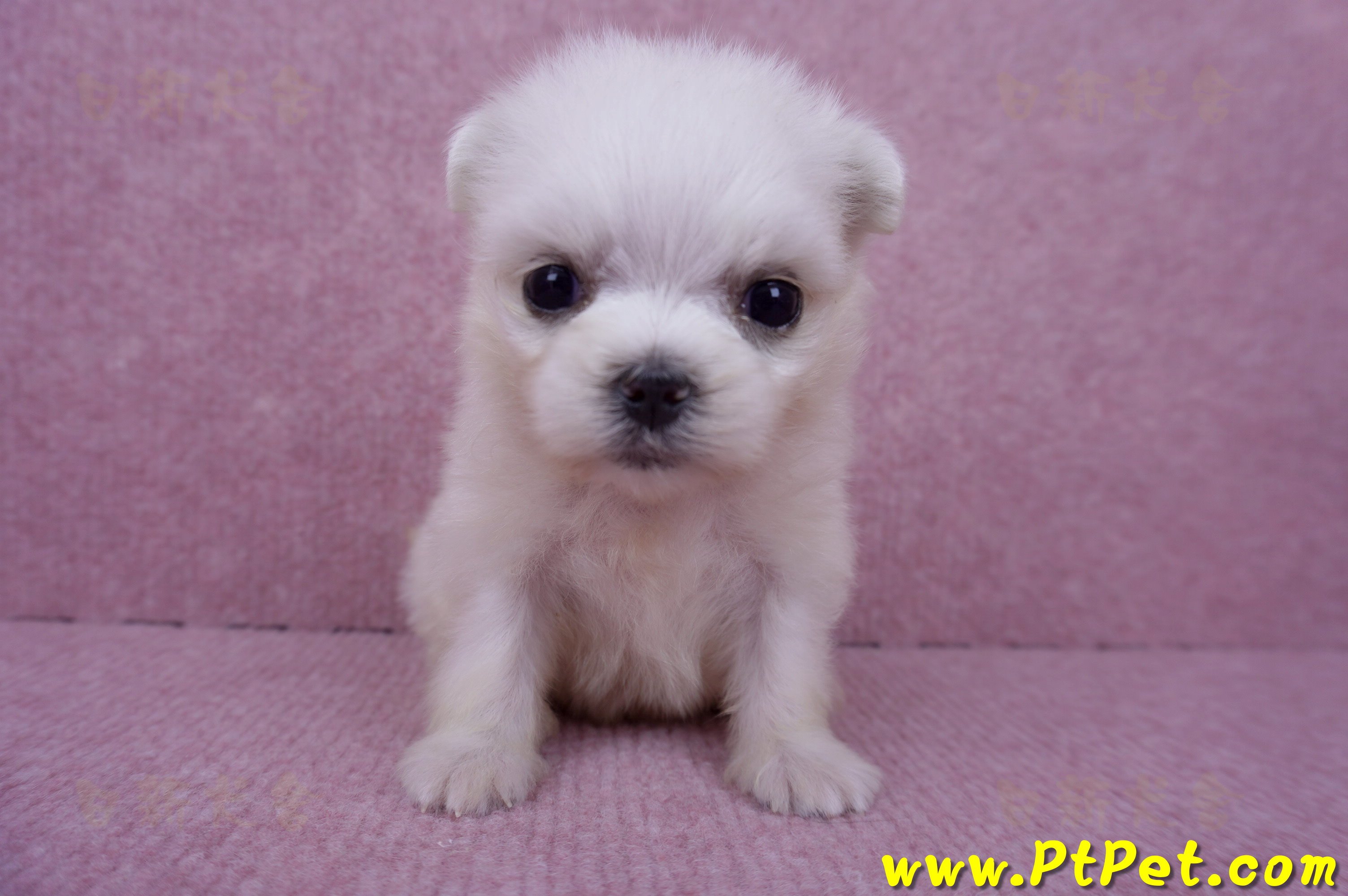 07/26迷你型馬爾濟斯 I 母幼犬(高雄大社)